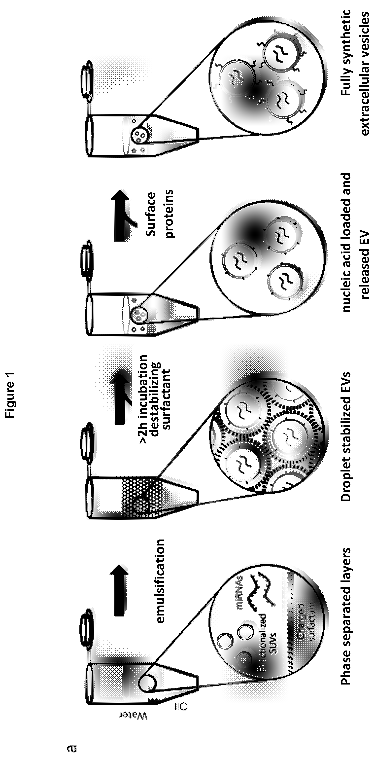 Patent US12569439 Figure 1 – Bottom-up assembly of synthetic extracellular vesicles