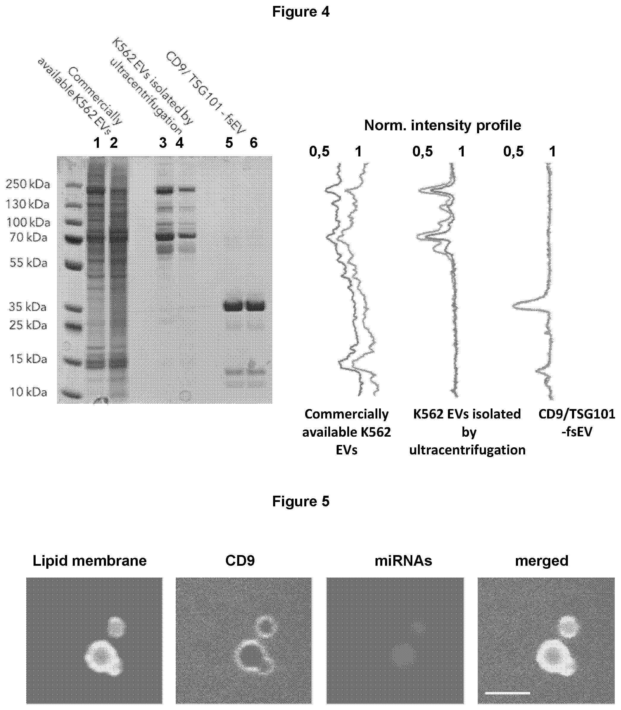 Patent US12569439 Figure 3 – Bottom-up assembly of synthetic extracellular vesicles