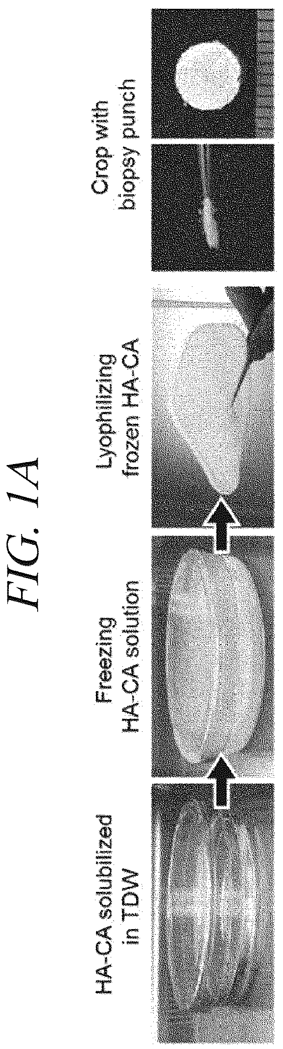 Patent US12569451 Figure 1 – Bio-inspired tissue-adhesive hydrogel patch and uses thereof