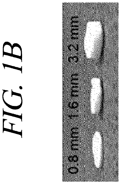 Patent US12569451 Figure 2 – Bio-inspired tissue-adhesive hydrogel patch and uses thereof