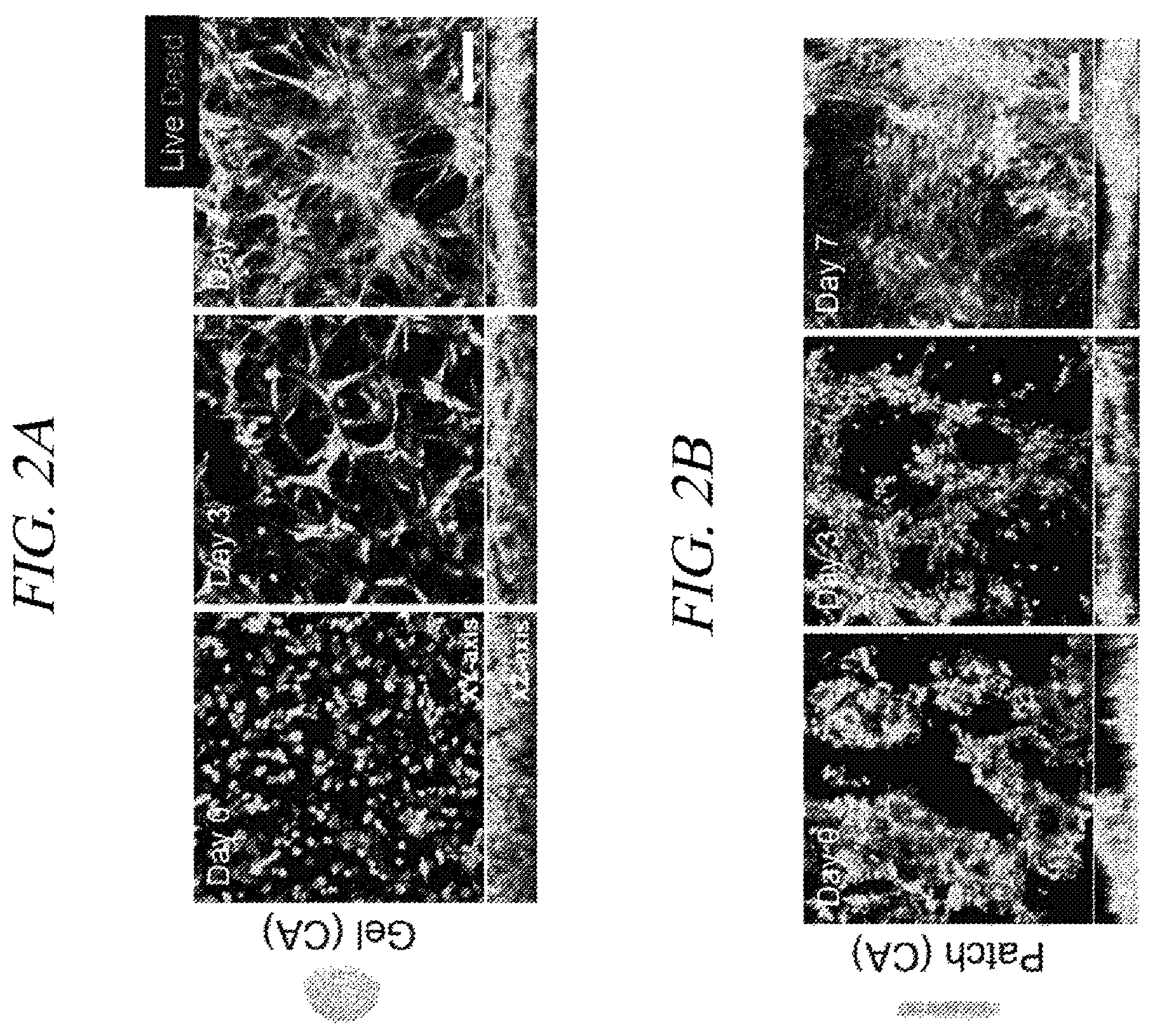Patent US12569451 Figure 4 – Bio-inspired tissue-adhesive hydrogel patch and uses thereof