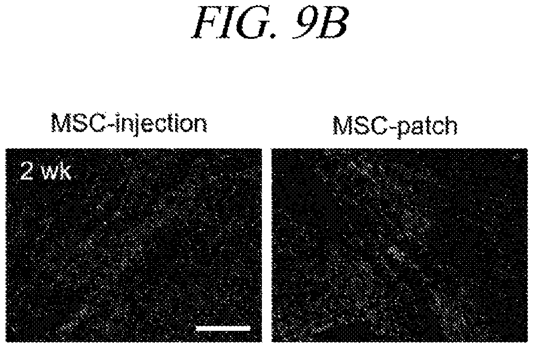 Patent US12569451 Figure 13 – Bio-inspired tissue-adhesive hydrogel patch and uses thereof