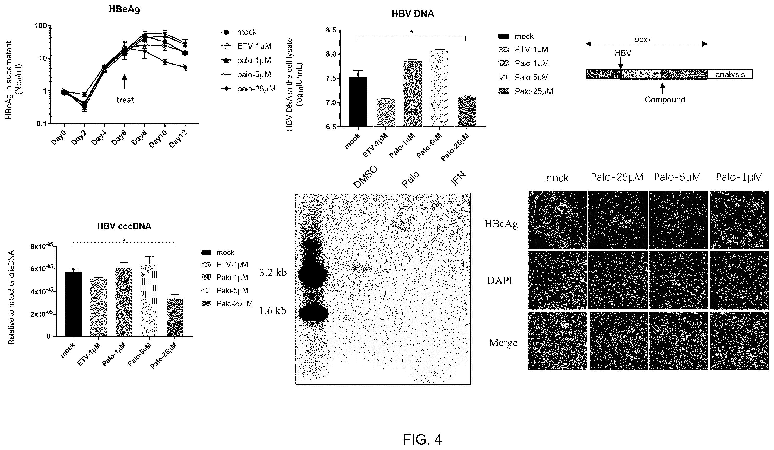 Patent US12569468 Figure 4 – Use of palovarotene in treatment against HBV virus