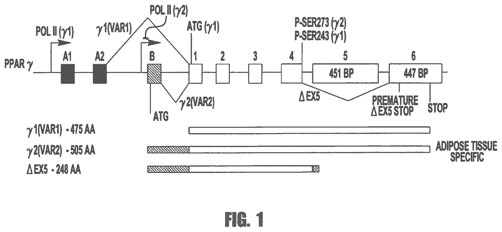 Patent US12569472 Figure 1 – PPARγ agonists for treatment of kidney disease