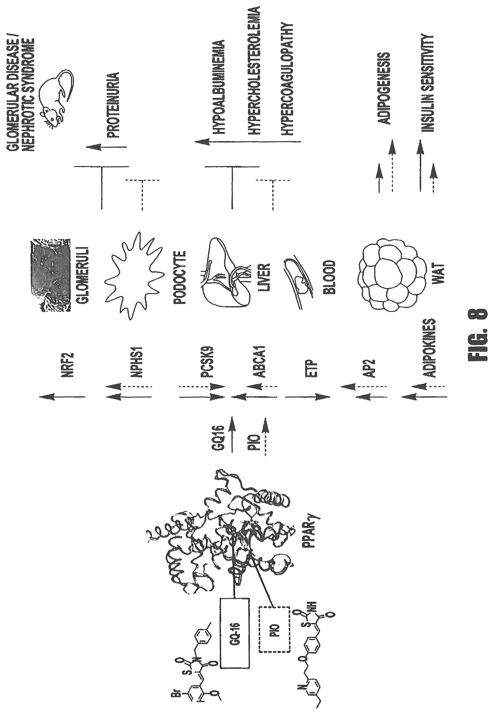 Patent US12569472 Figure 8 – PPARγ agonists for treatment of kidney disease
