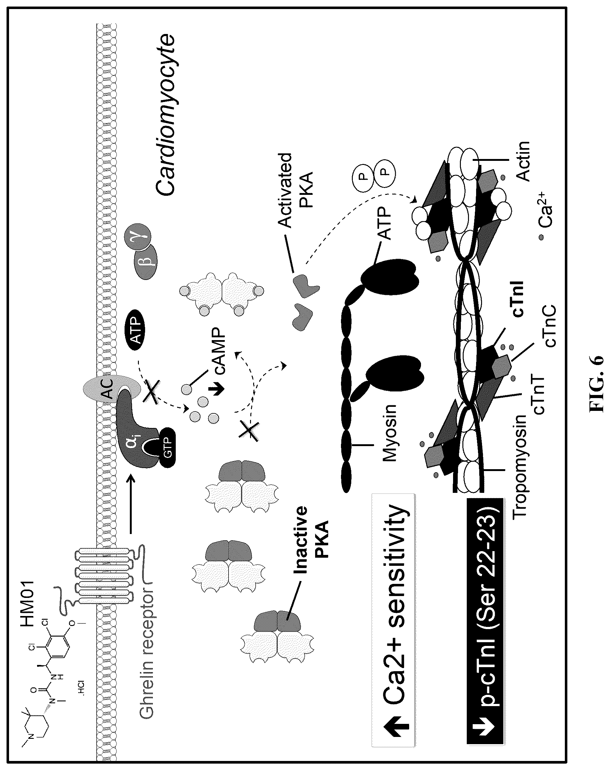 Patent US12569476 Figure 6 – Piperidine urea derivatives for use as inotropic agents
