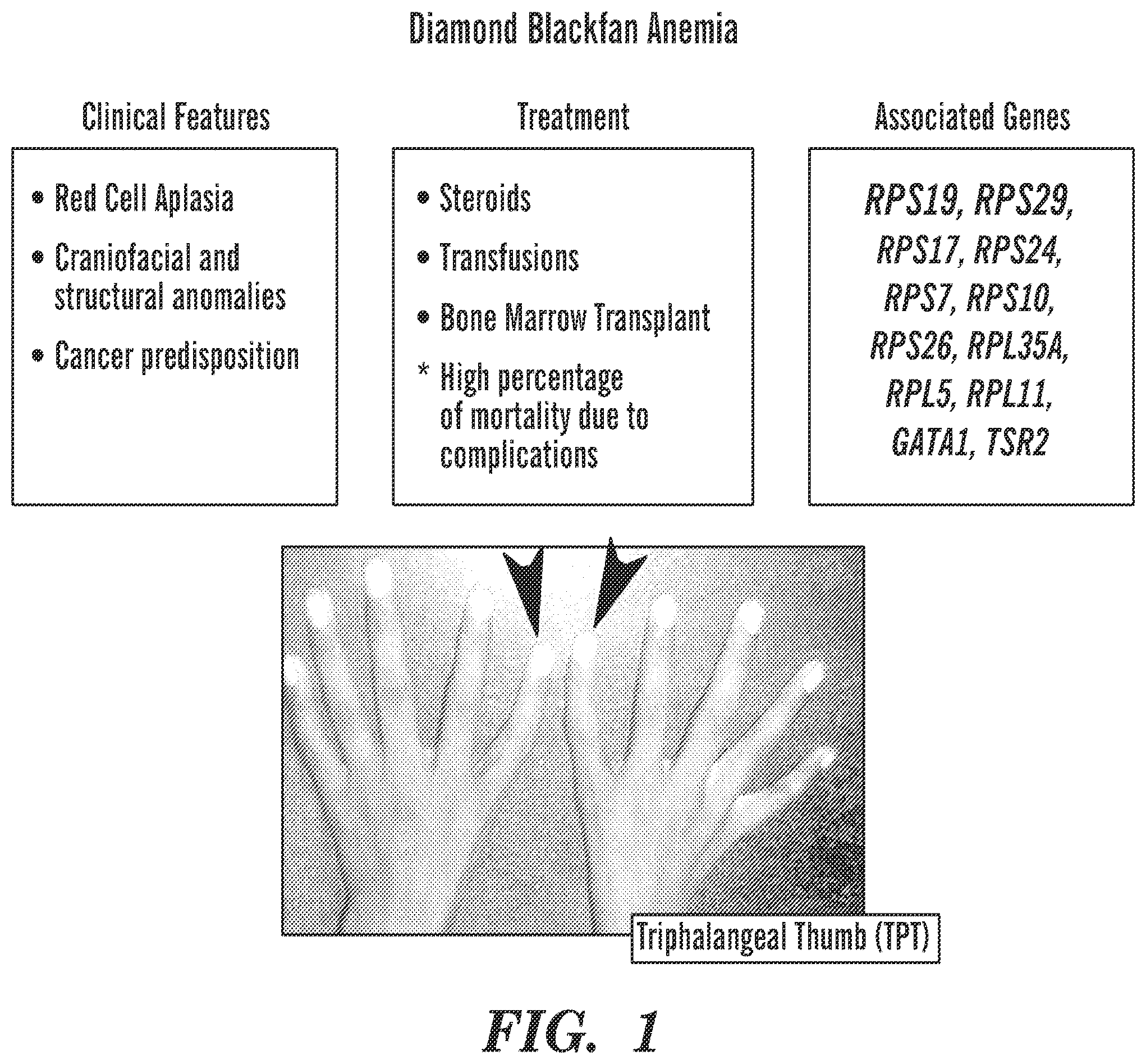 Patent US12569486 Figure 1 – Calmodulin inhibitors, CHK2 inhibitors and RSK inhibitors for the treatment of ribosomal disorders and ribosomapathies