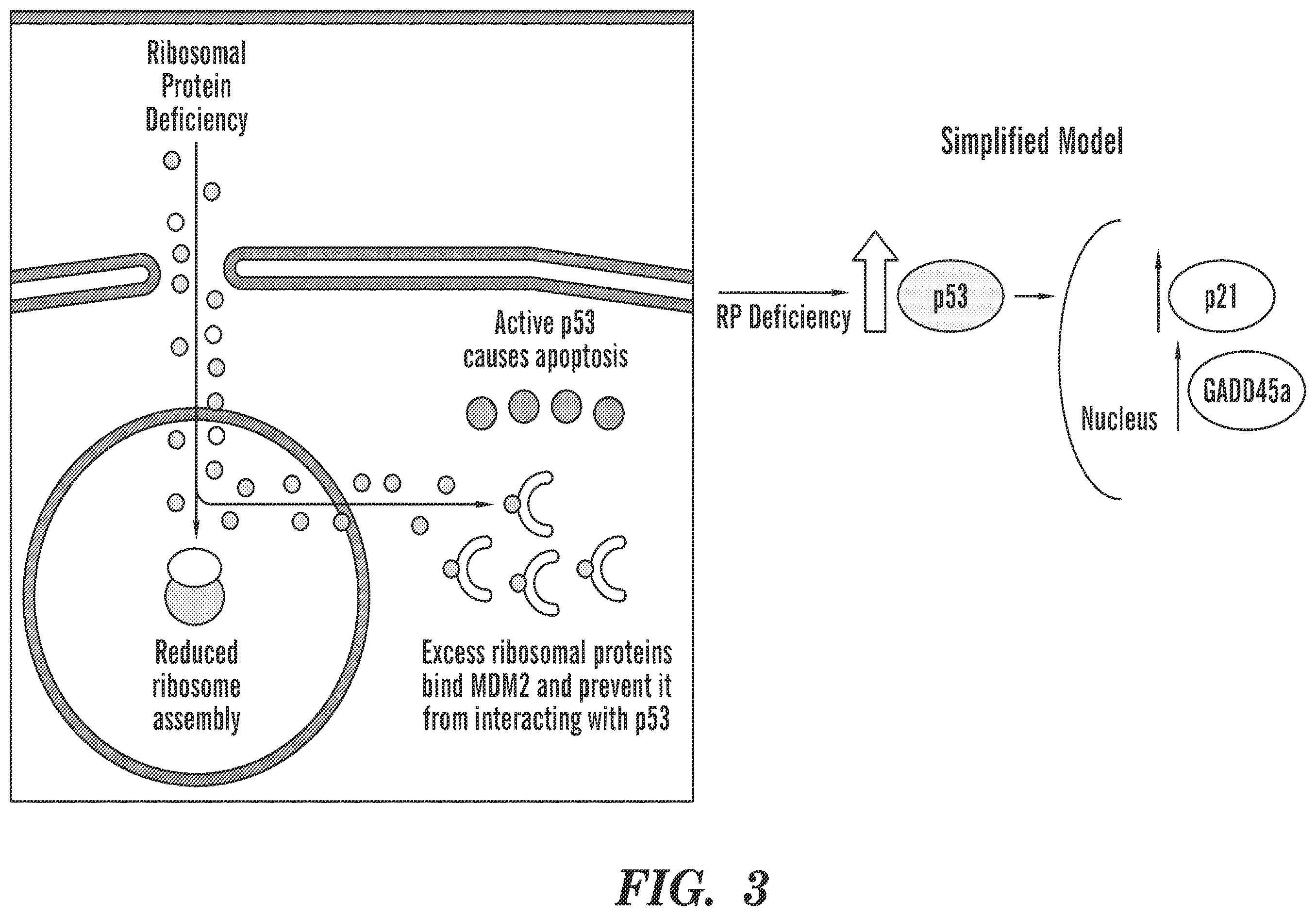 Patent US12569486 Figure 3 – Calmodulin inhibitors, CHK2 inhibitors and RSK inhibitors for the treatment of ribosomal disorders and ribosomapathies