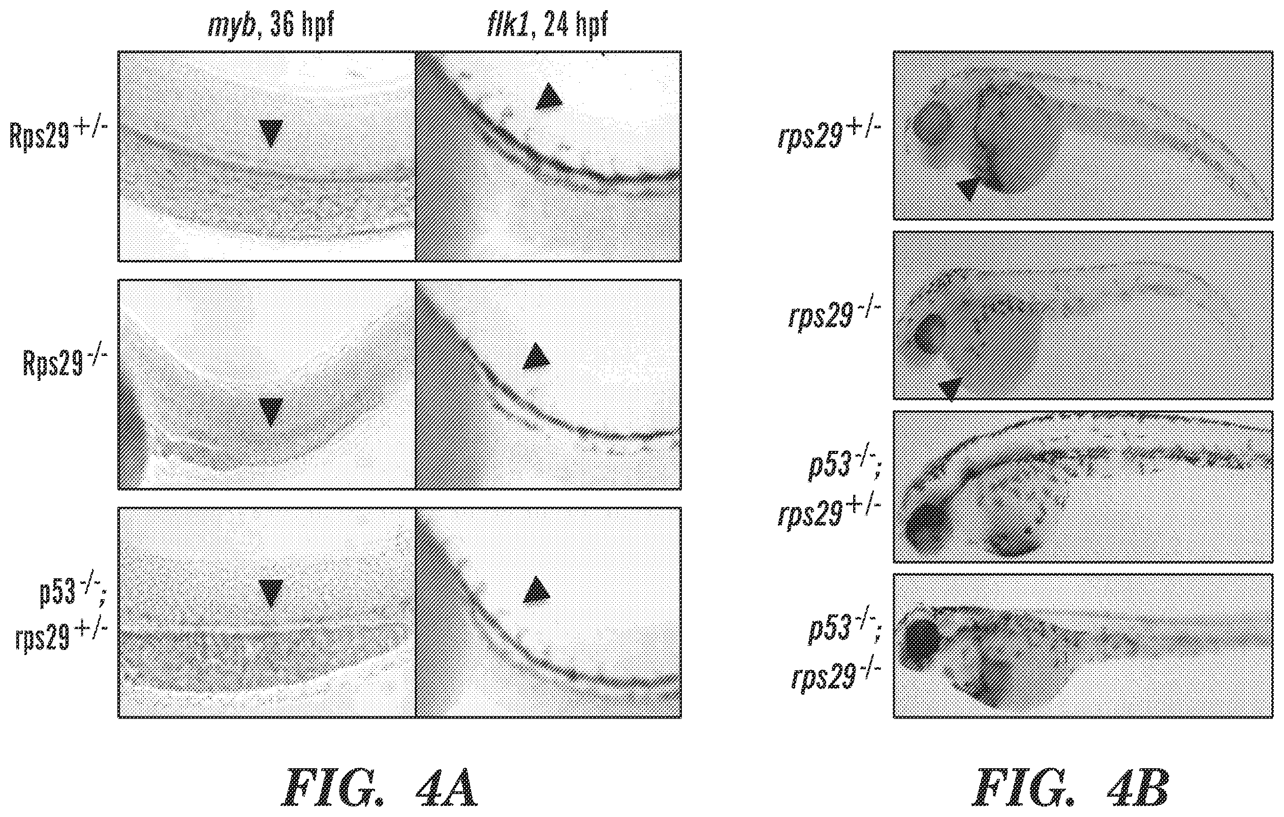 Patent US12569486 Figure 4 – Calmodulin inhibitors, CHK2 inhibitors and RSK inhibitors for the treatment of ribosomal disorders and ribosomapathies