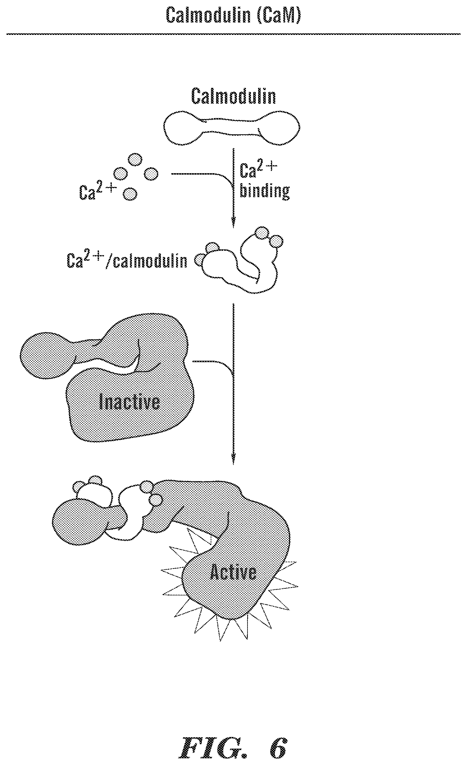 Patent US12569486 Figure 7 – Calmodulin inhibitors, CHK2 inhibitors and RSK inhibitors for the treatment of ribosomal disorders and ribosomapathies