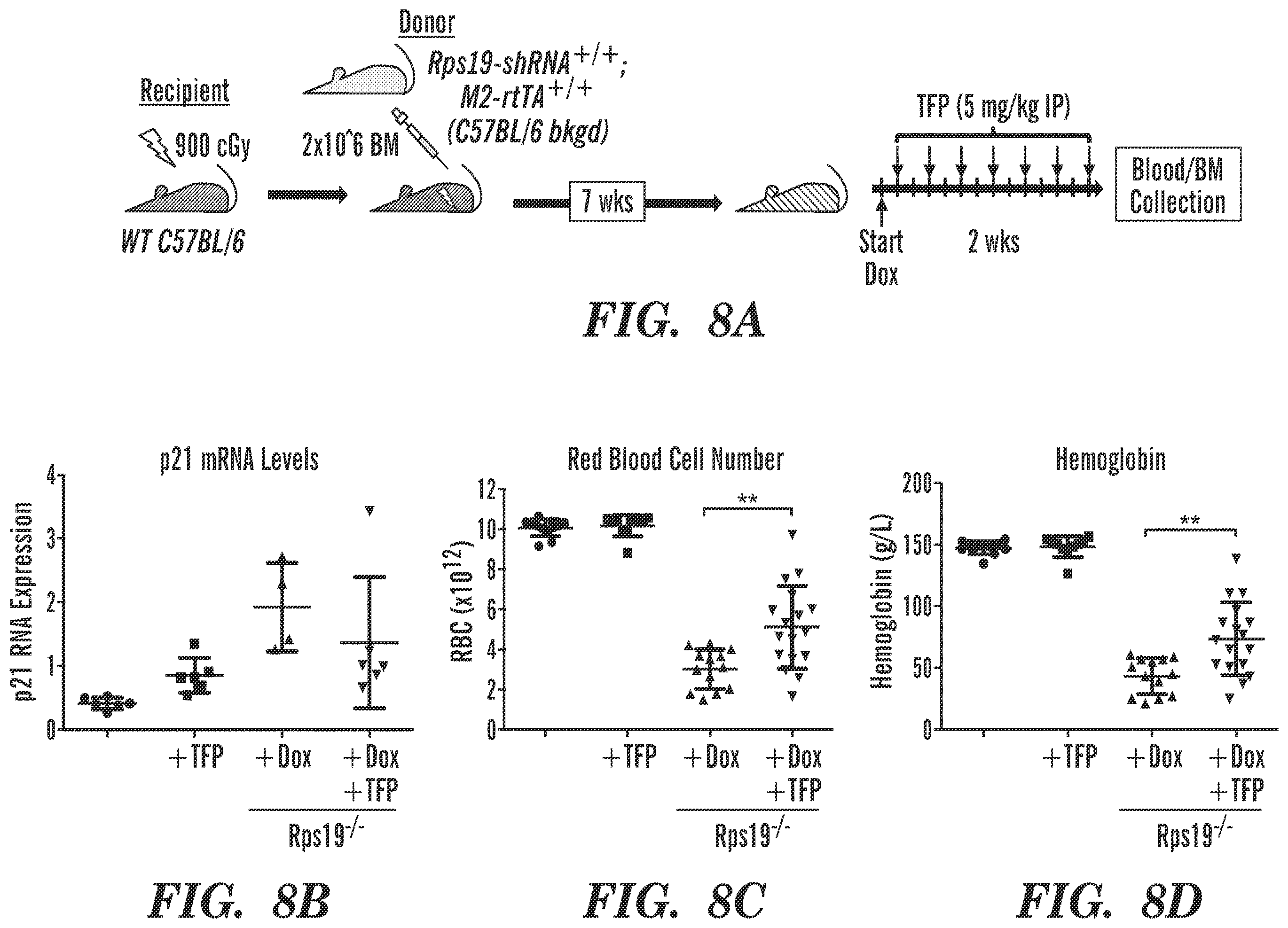 Patent US12569486 Figure 9 – Calmodulin inhibitors, CHK2 inhibitors and RSK inhibitors for the treatment of ribosomal disorders and ribosomapathies