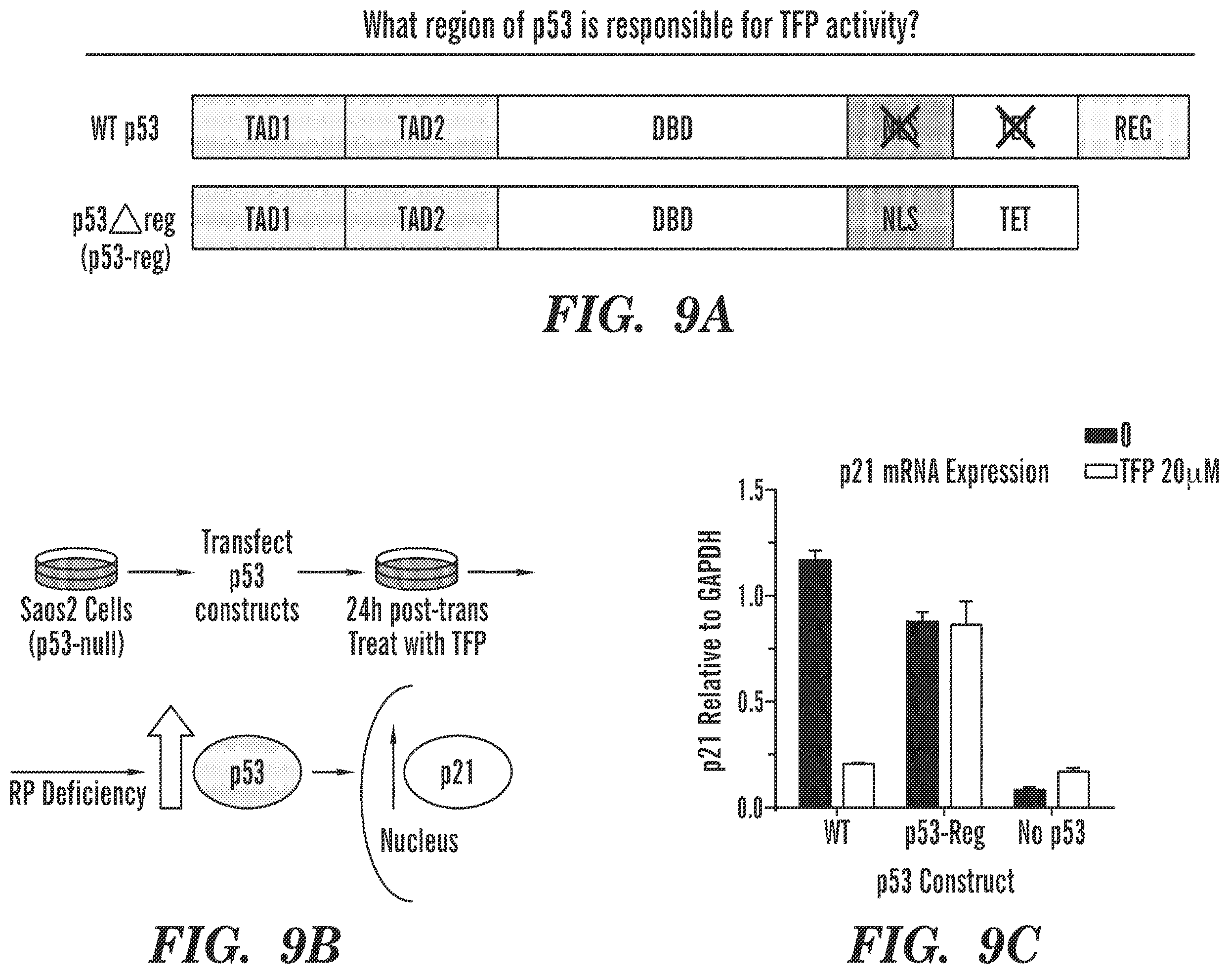 Patent US12569486 Figure 10 – Calmodulin inhibitors, CHK2 inhibitors and RSK inhibitors for the treatment of ribosomal disorders and ribosomapathies