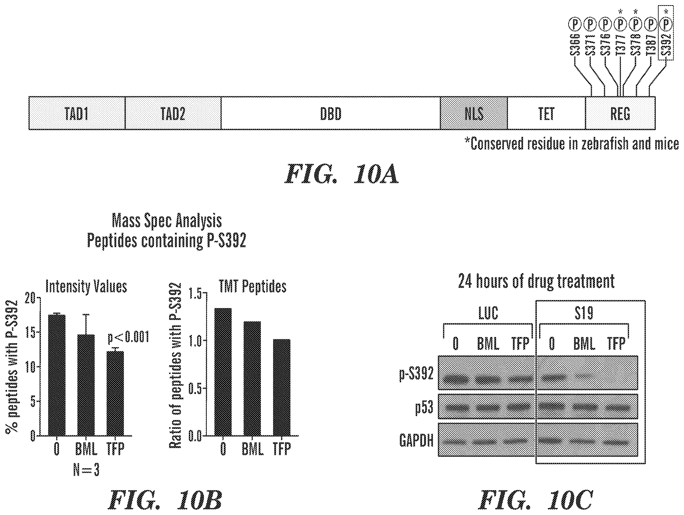 Patent US12569486 Figure 11 – Calmodulin inhibitors, CHK2 inhibitors and RSK inhibitors for the treatment of ribosomal disorders and ribosomapathies