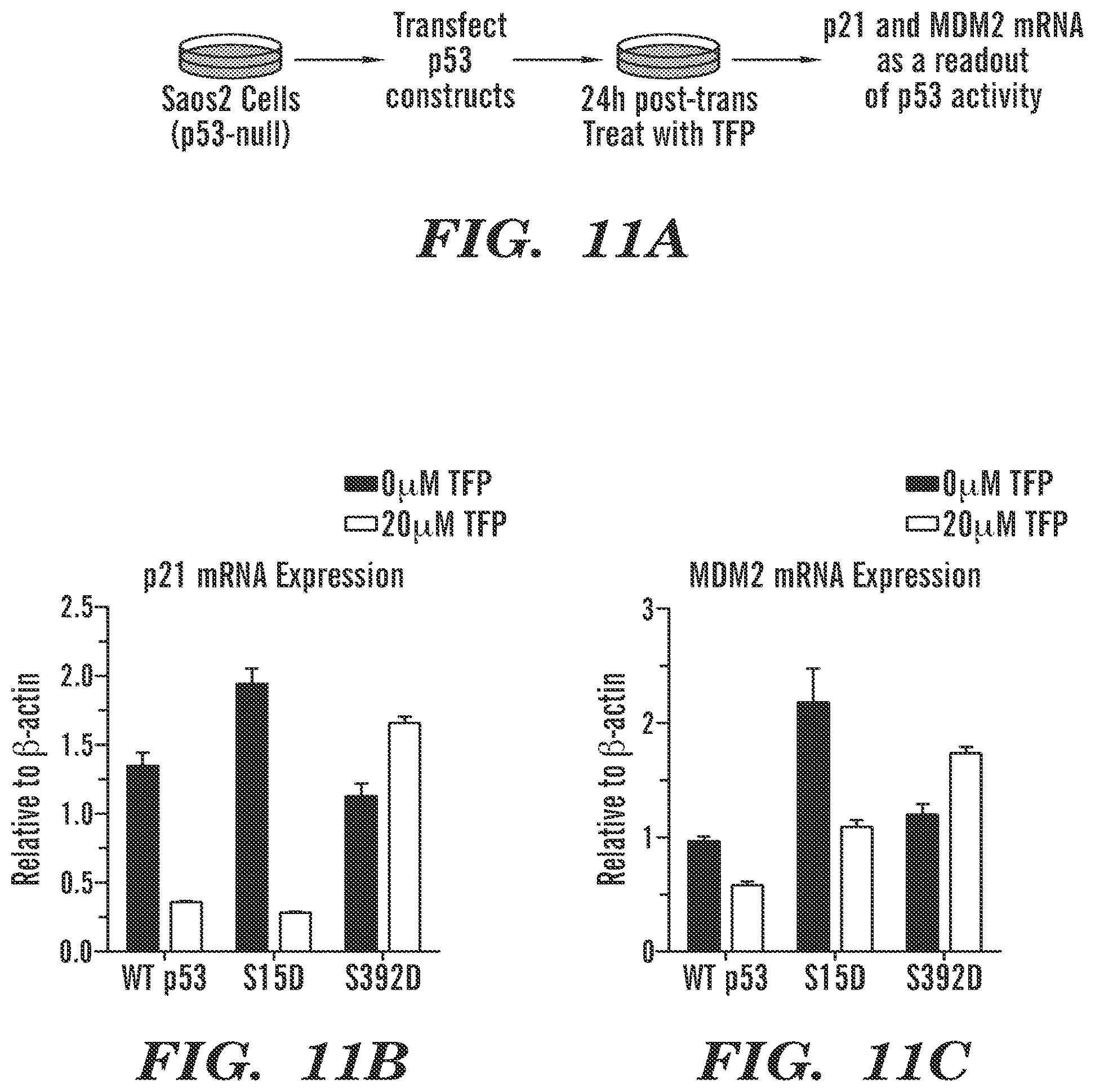 Patent US12569486 Figure 12 – Calmodulin inhibitors, CHK2 inhibitors and RSK inhibitors for the treatment of ribosomal disorders and ribosomapathies