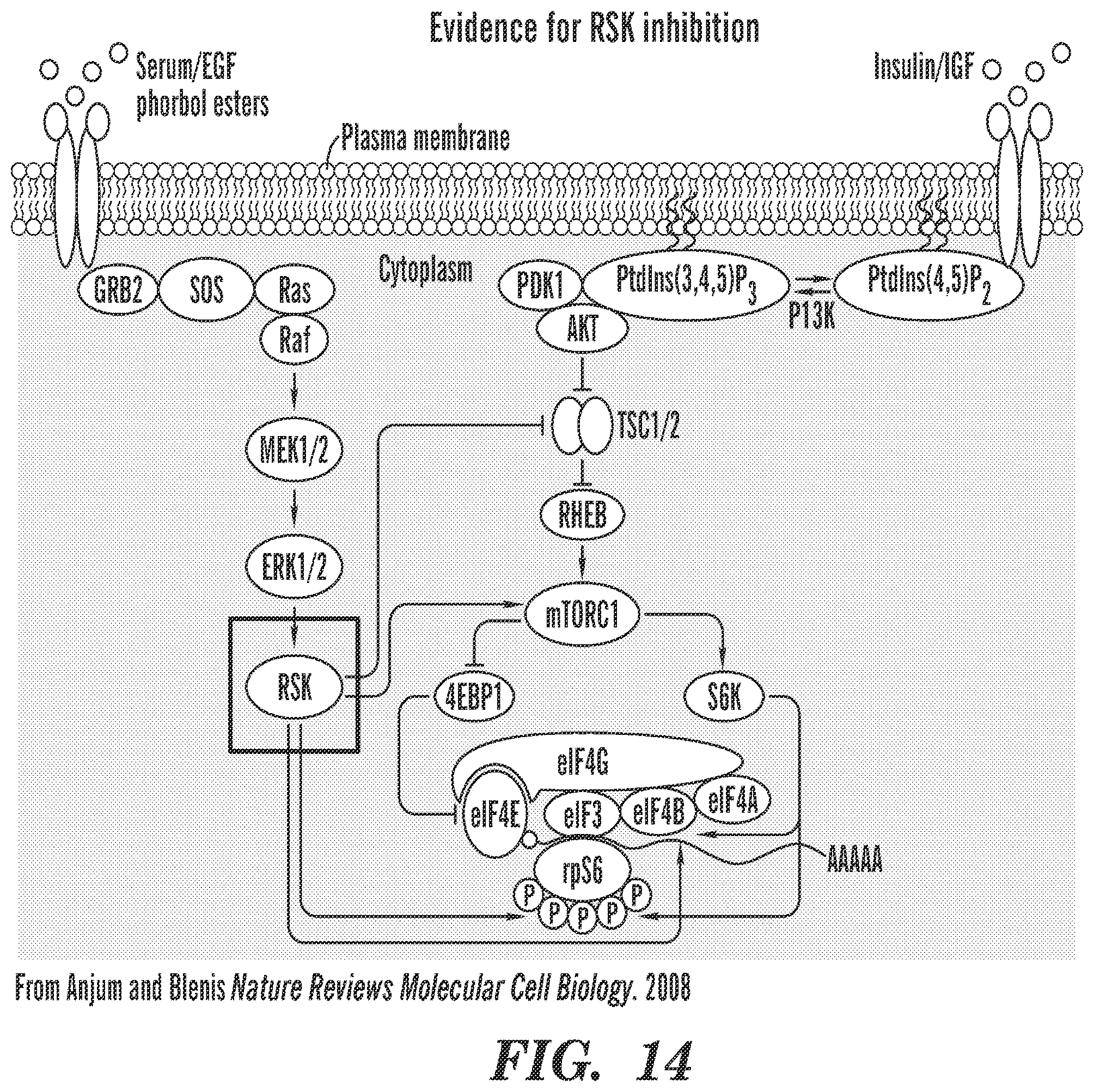 Patent US12569486 Figure 15 – Calmodulin inhibitors, CHK2 inhibitors and RSK inhibitors for the treatment of ribosomal disorders and ribosomapathies