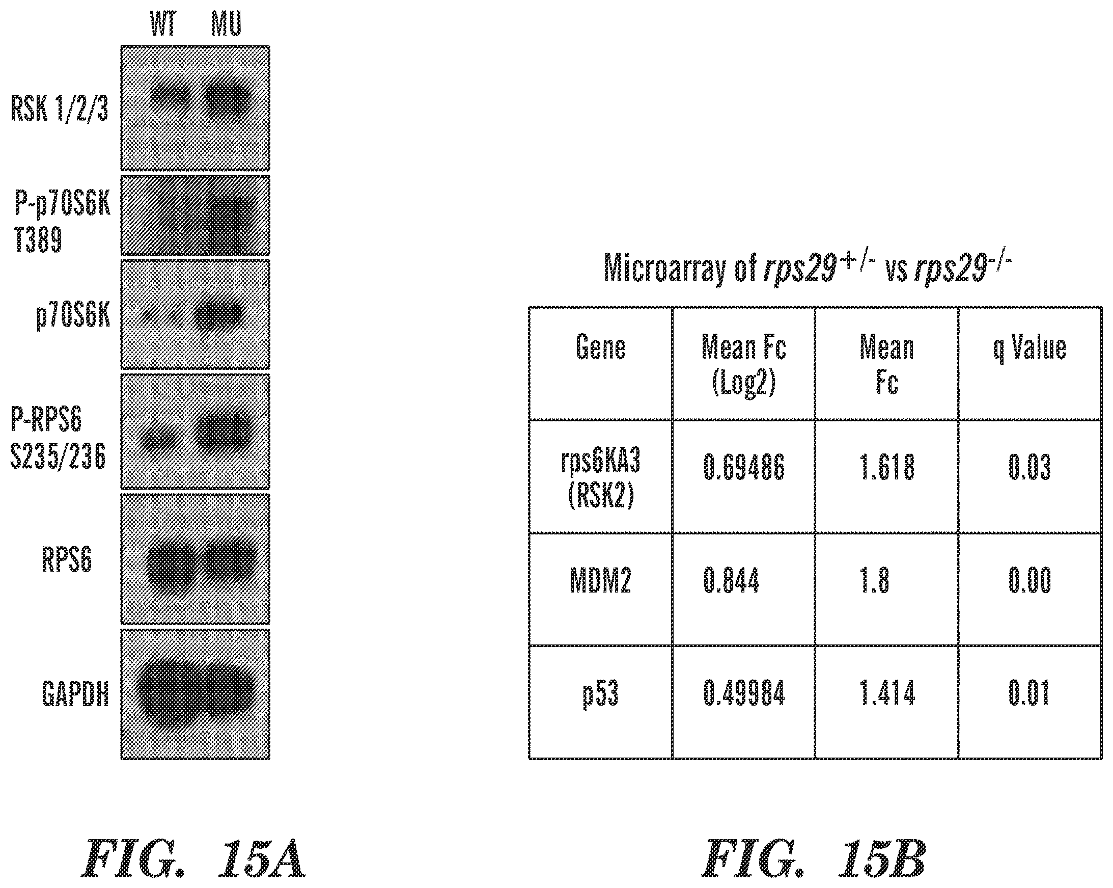 Patent US12569486 Figure 16 – Calmodulin inhibitors, CHK2 inhibitors and RSK inhibitors for the treatment of ribosomal disorders and ribosomapathies