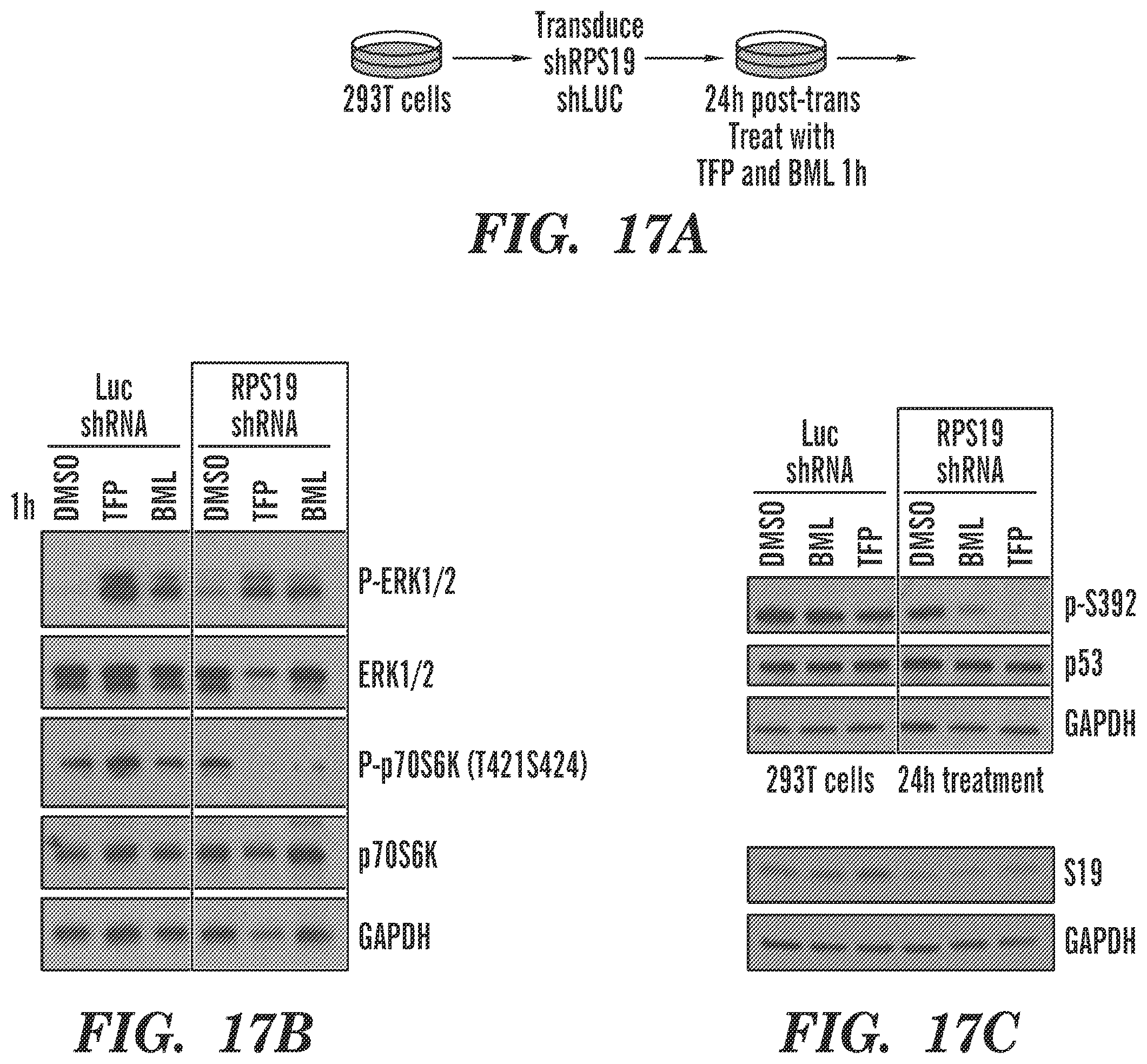 Patent US12569486 Figure 18 – Calmodulin inhibitors, CHK2 inhibitors and RSK inhibitors for the treatment of ribosomal disorders and ribosomapathies
