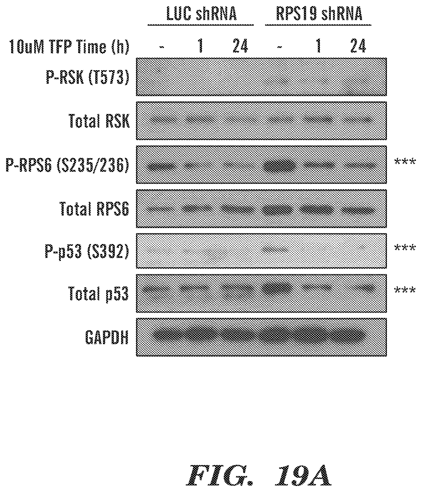 Patent US12569486 Figure 20 – Calmodulin inhibitors, CHK2 inhibitors and RSK inhibitors for the treatment of ribosomal disorders and ribosomapathies