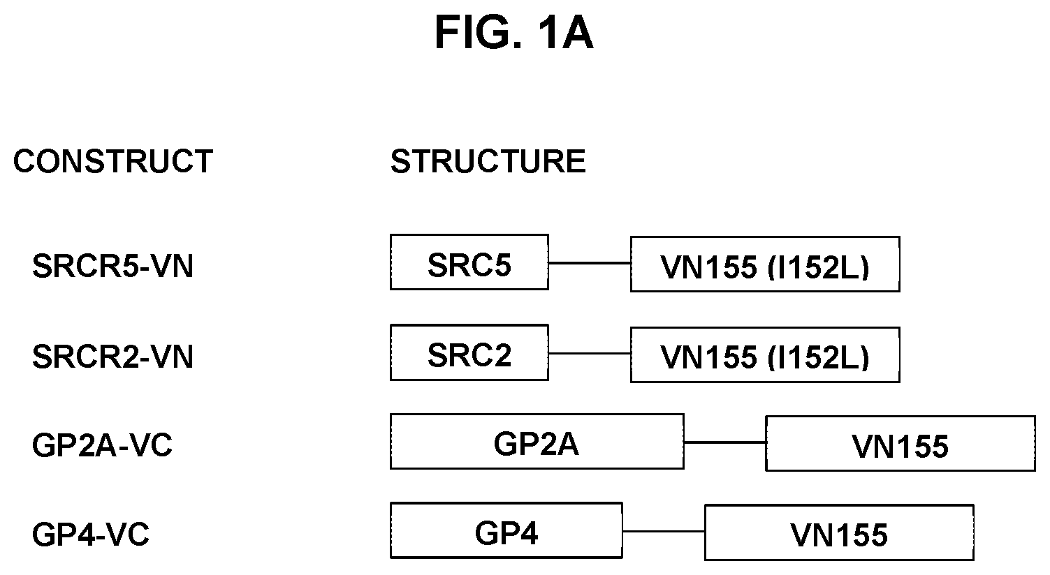 Patent US12569495 — Inhibitors of porcine reproductive and respiratory syndrome virus — Figure 1