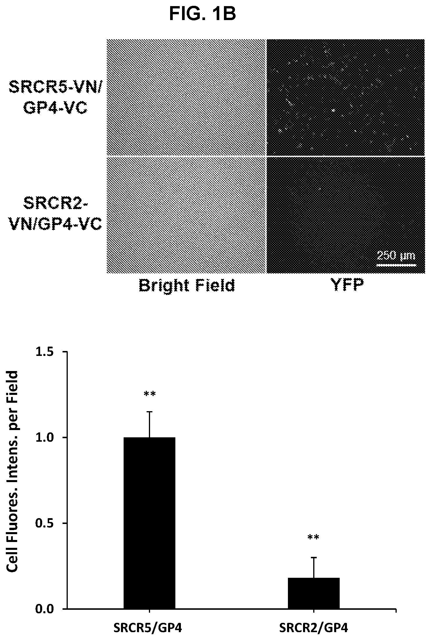 Patent US12569495 Figure 2 – Inhibitors of porcine reproductive and respiratory syndrome virus