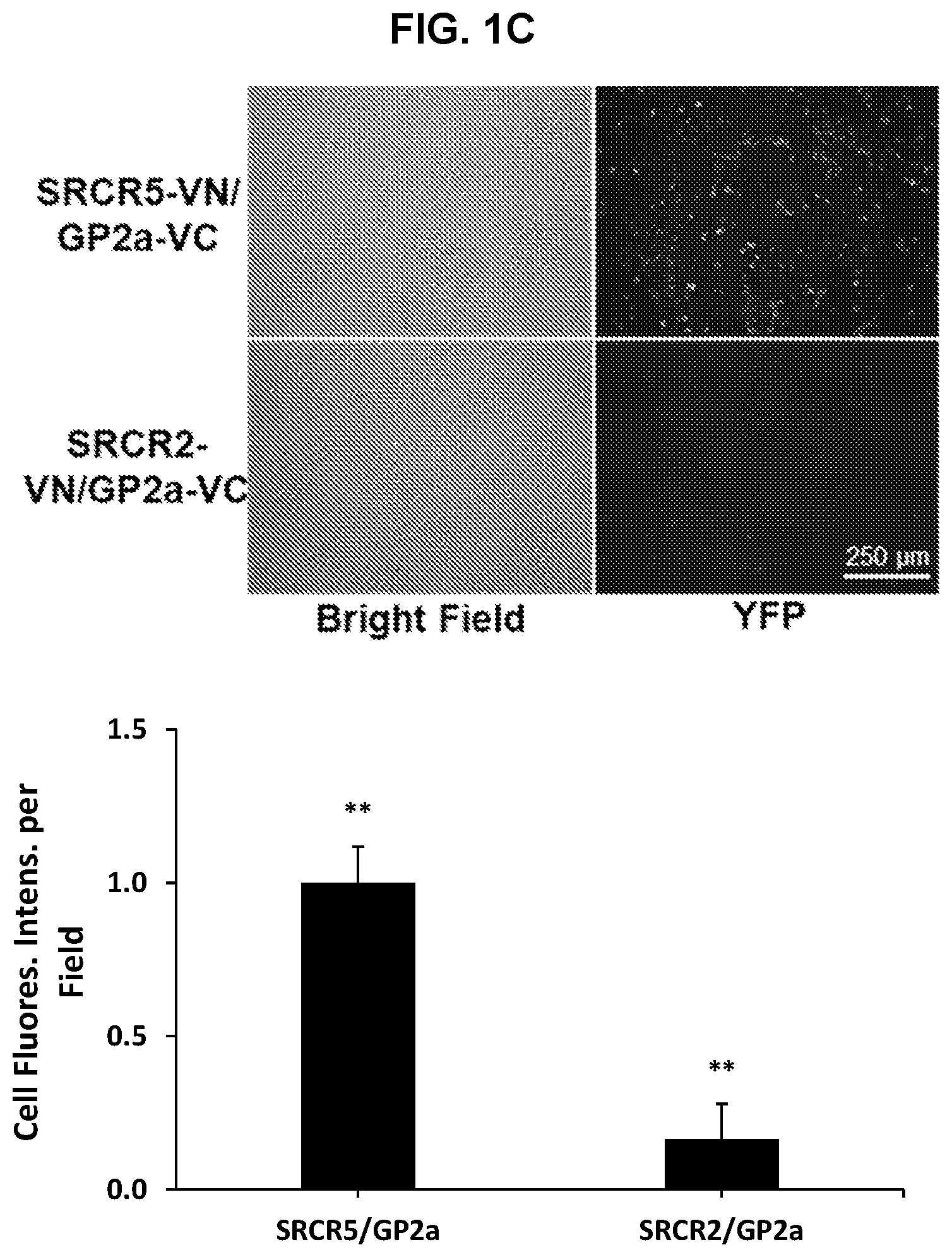 Patent US12569495 Figure 3 – Inhibitors of porcine reproductive and respiratory syndrome virus
