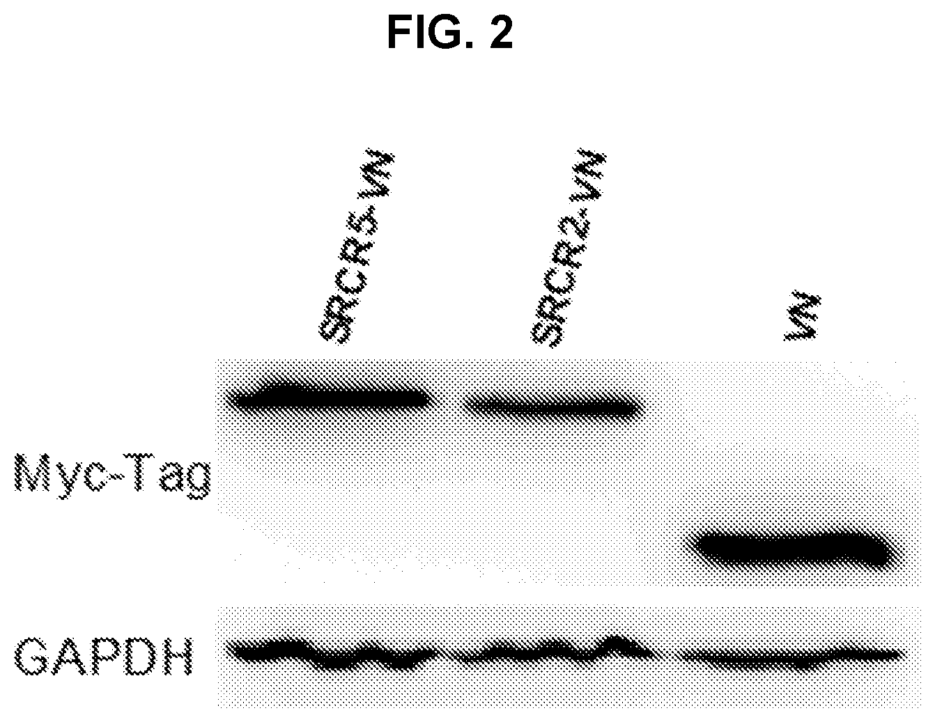 Patent US12569495 Figure 6 – Inhibitors of porcine reproductive and respiratory syndrome virus
