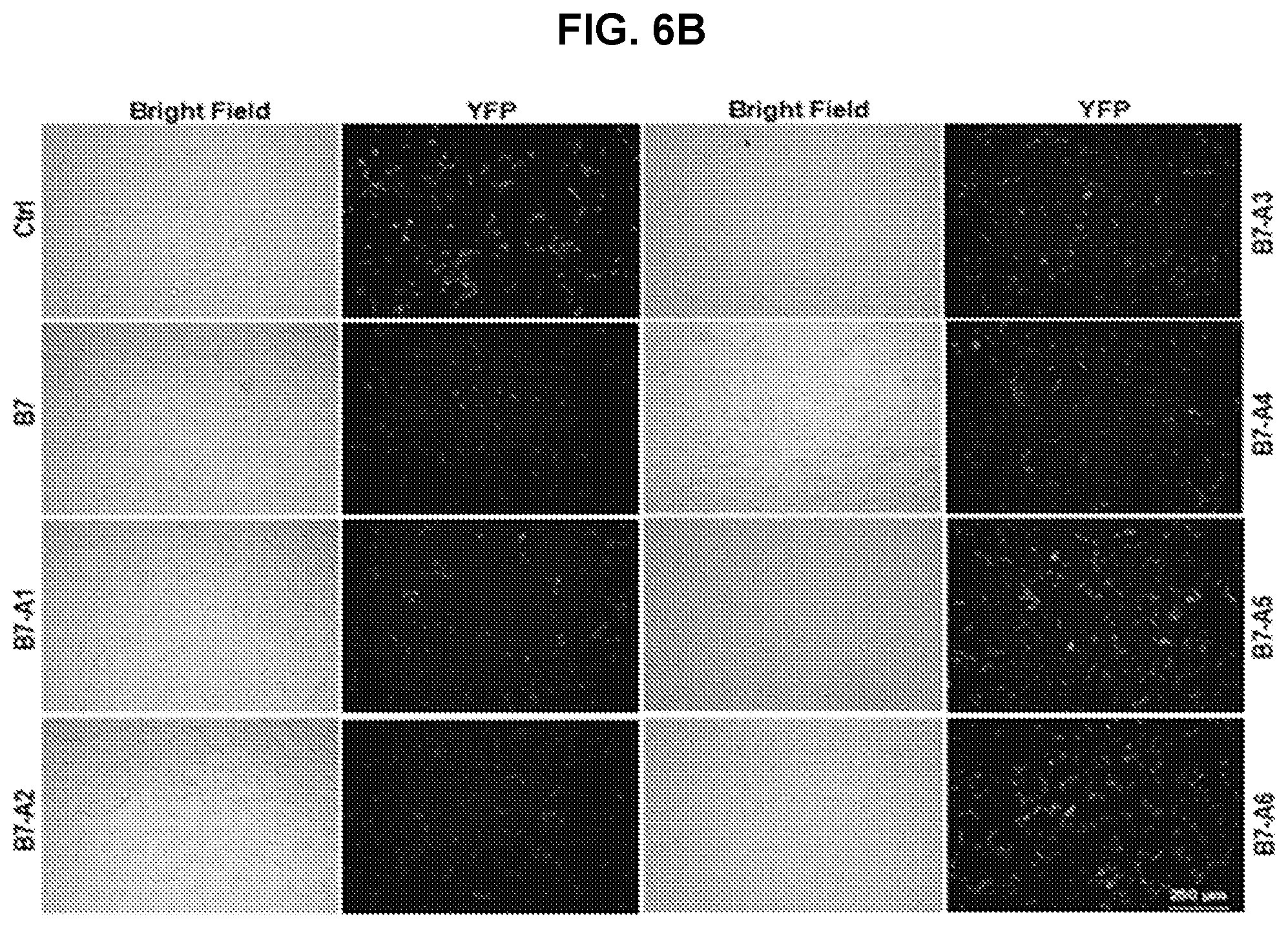 Patent US12569495 Figure 12 – Inhibitors of porcine reproductive and respiratory syndrome virus