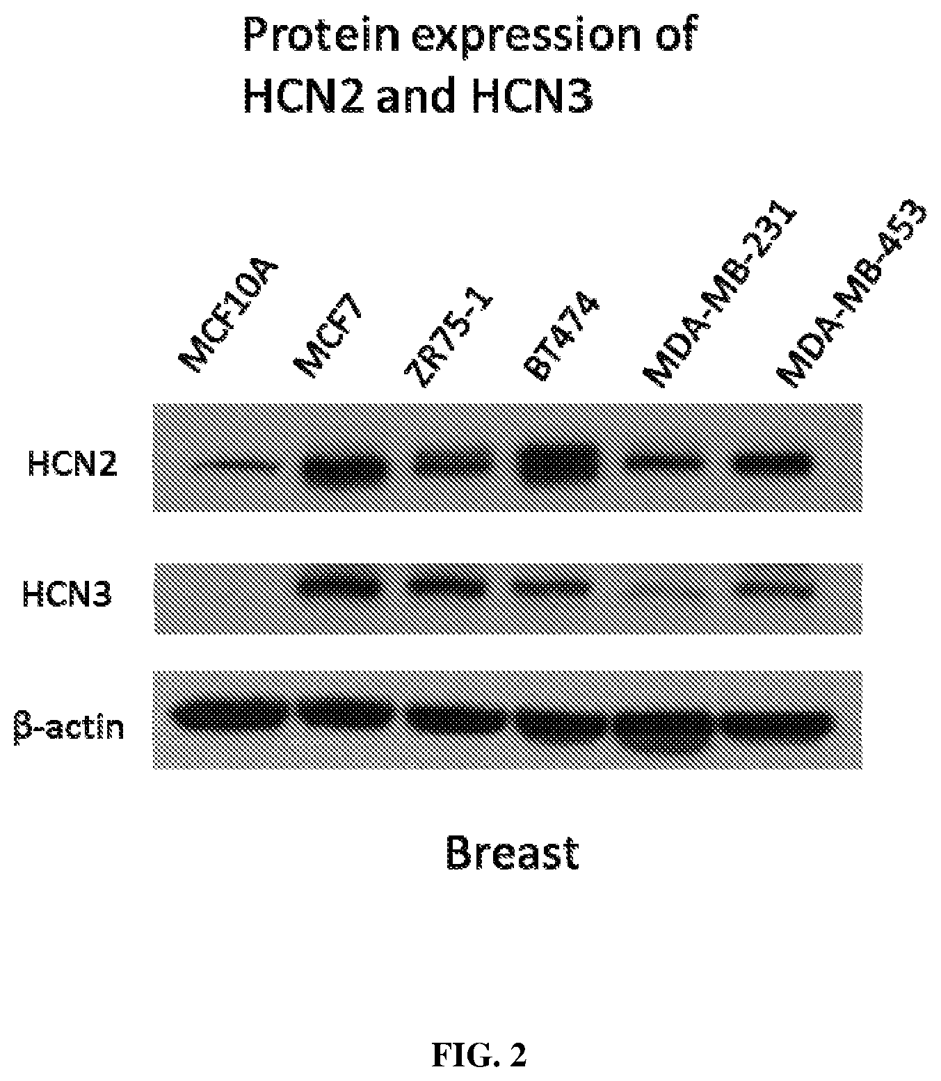 Patent US12569497 Figure 3 – Use of HCN inhibitors for treatment of cancer