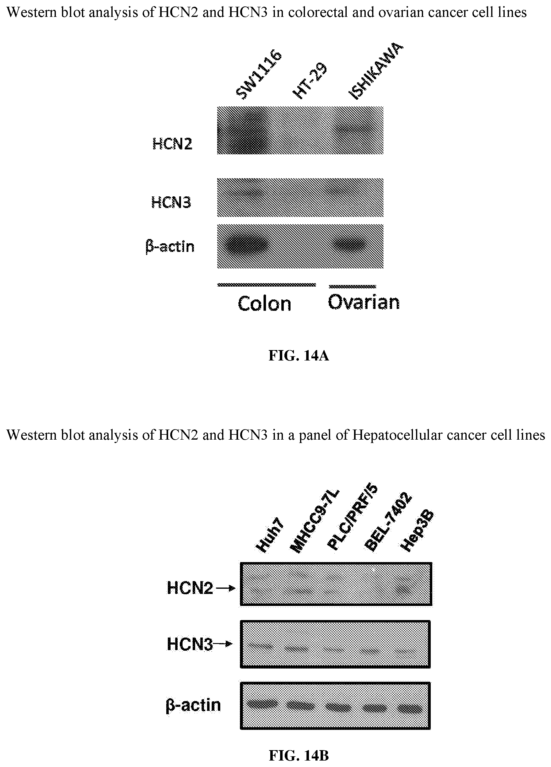 Patent US12569497 Figure 18 – Use of HCN inhibitors for treatment of cancer