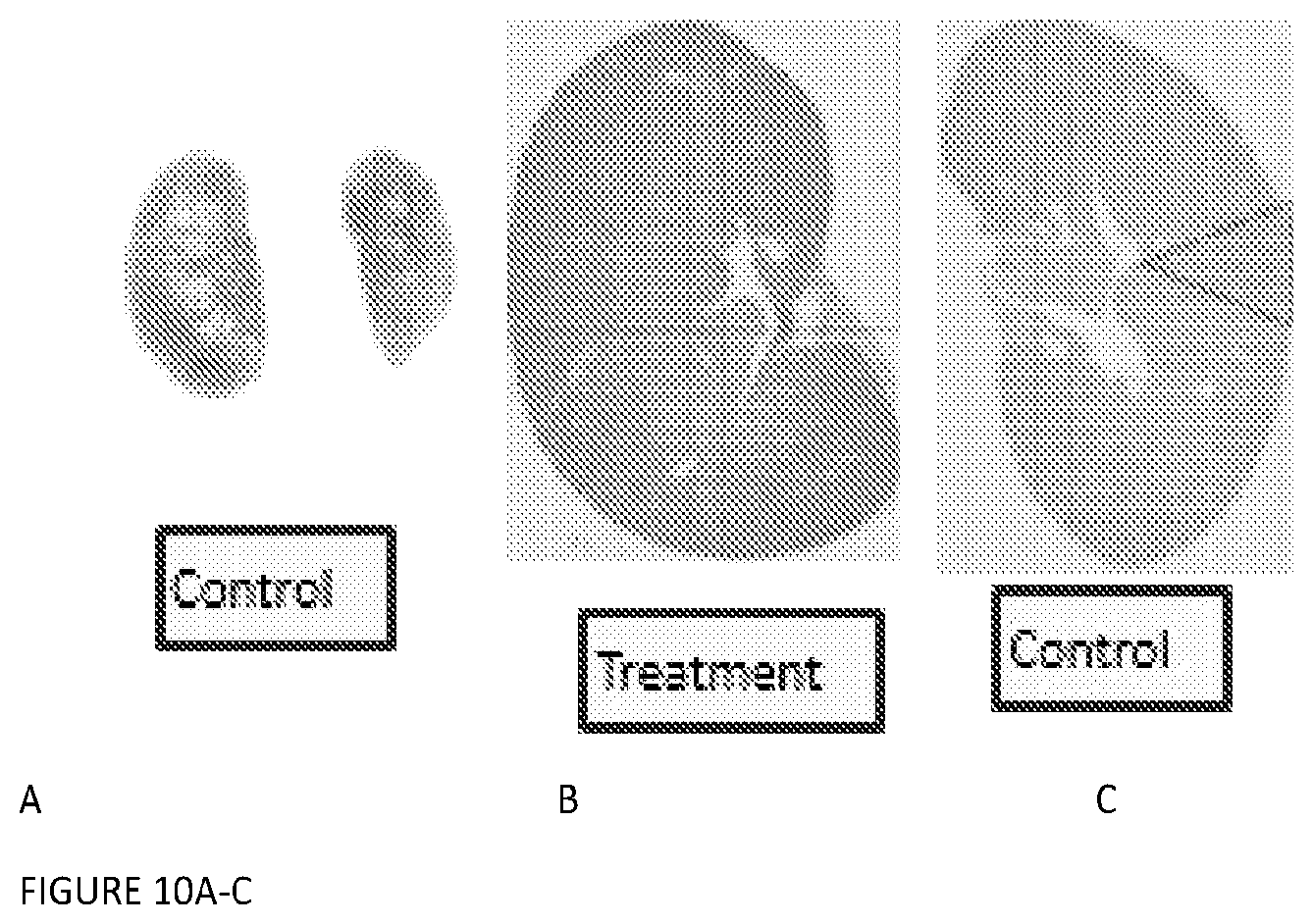 Patent US12569498 Figure 10 – Methods and compositions for the prevention and treatment of ischemia reperfusion injury and infection