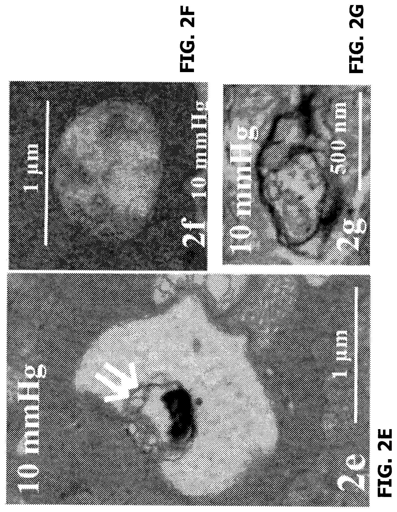 Patent US12569501 Figure 7 – Neurosteroids and enantiomers thereof for the prevention and treatment of neurodegenerative conditions