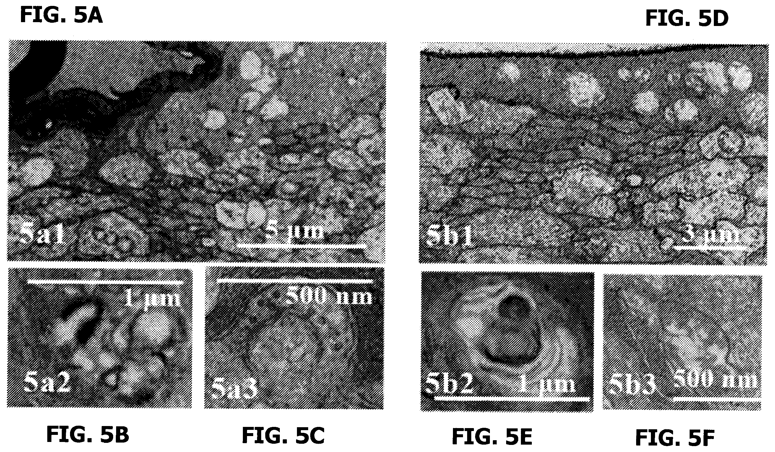 Patent US12569501 Figure 19 – Neurosteroids and enantiomers thereof for the prevention and treatment of neurodegenerative conditions