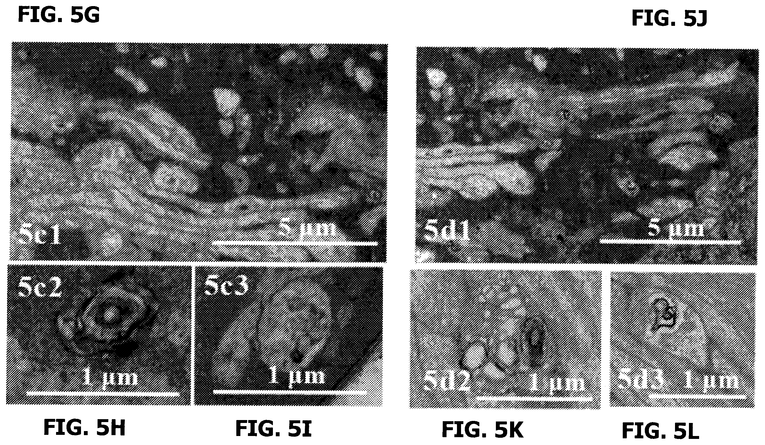 Patent US12569501 Figure 20 – Neurosteroids and enantiomers thereof for the prevention and treatment of neurodegenerative conditions