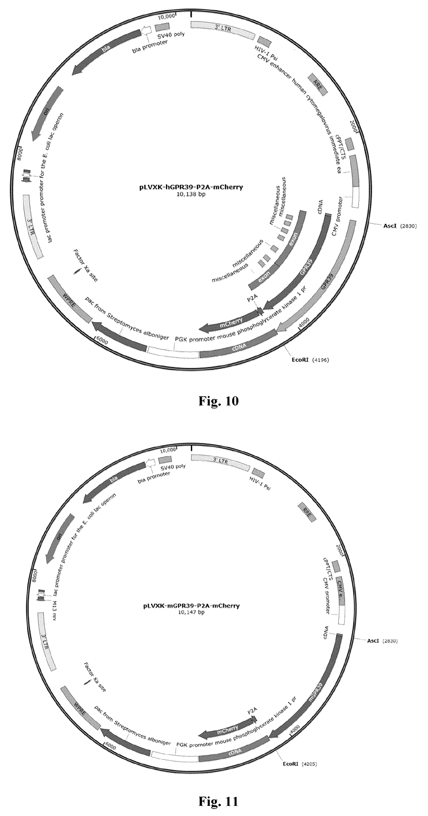 Patent US12569502 Figure 6 – Use of bile acids and derivatives thereof in preparation of GPR39 agonist