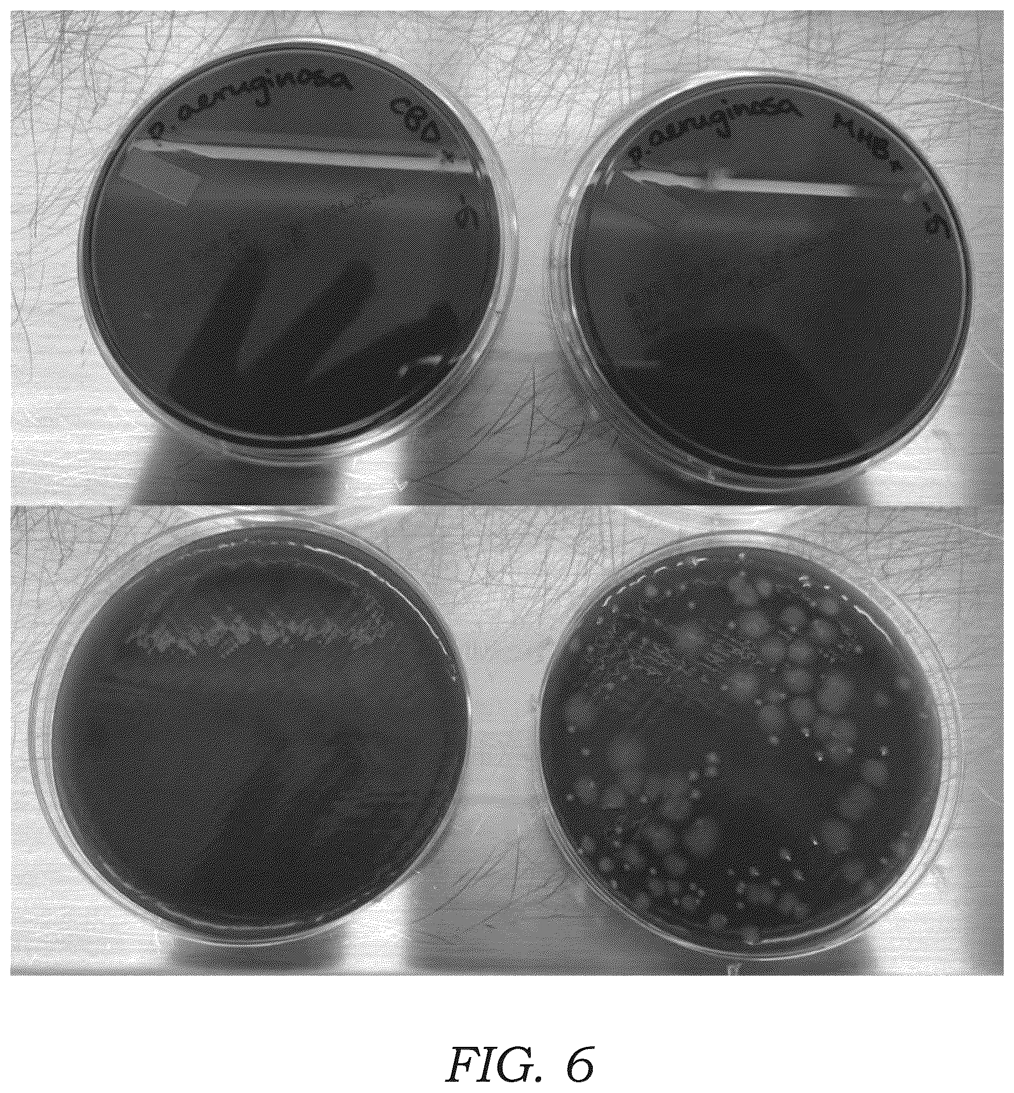 Patent US12569504 Figure 4 – Process for creating a cannabinoid pico-emulsion with antibiotic properties and the resulting pico-emulsion