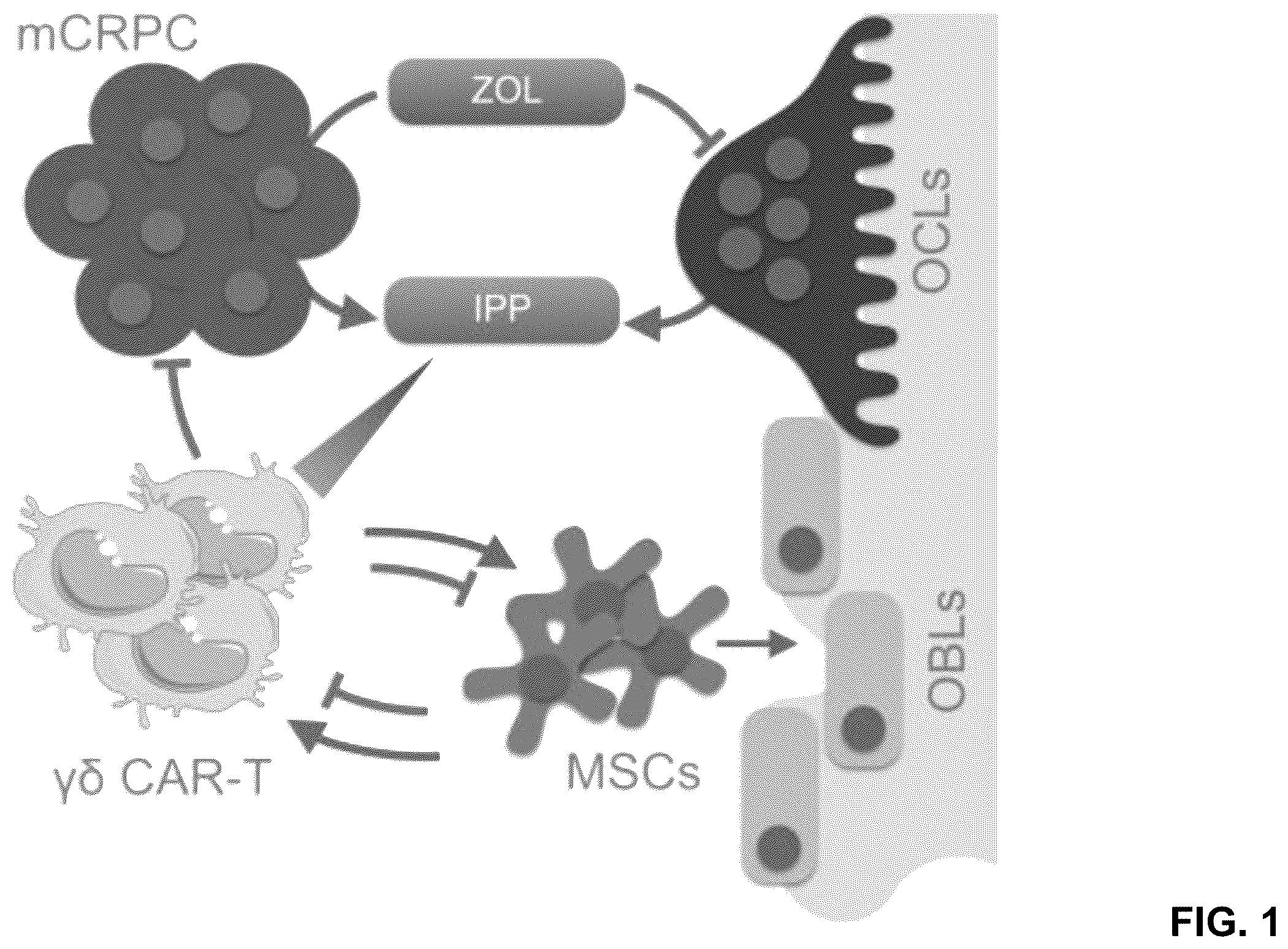 Patent US12569507 Figure 1 – CAR T-cells for the treatment of bone metastatic cancer