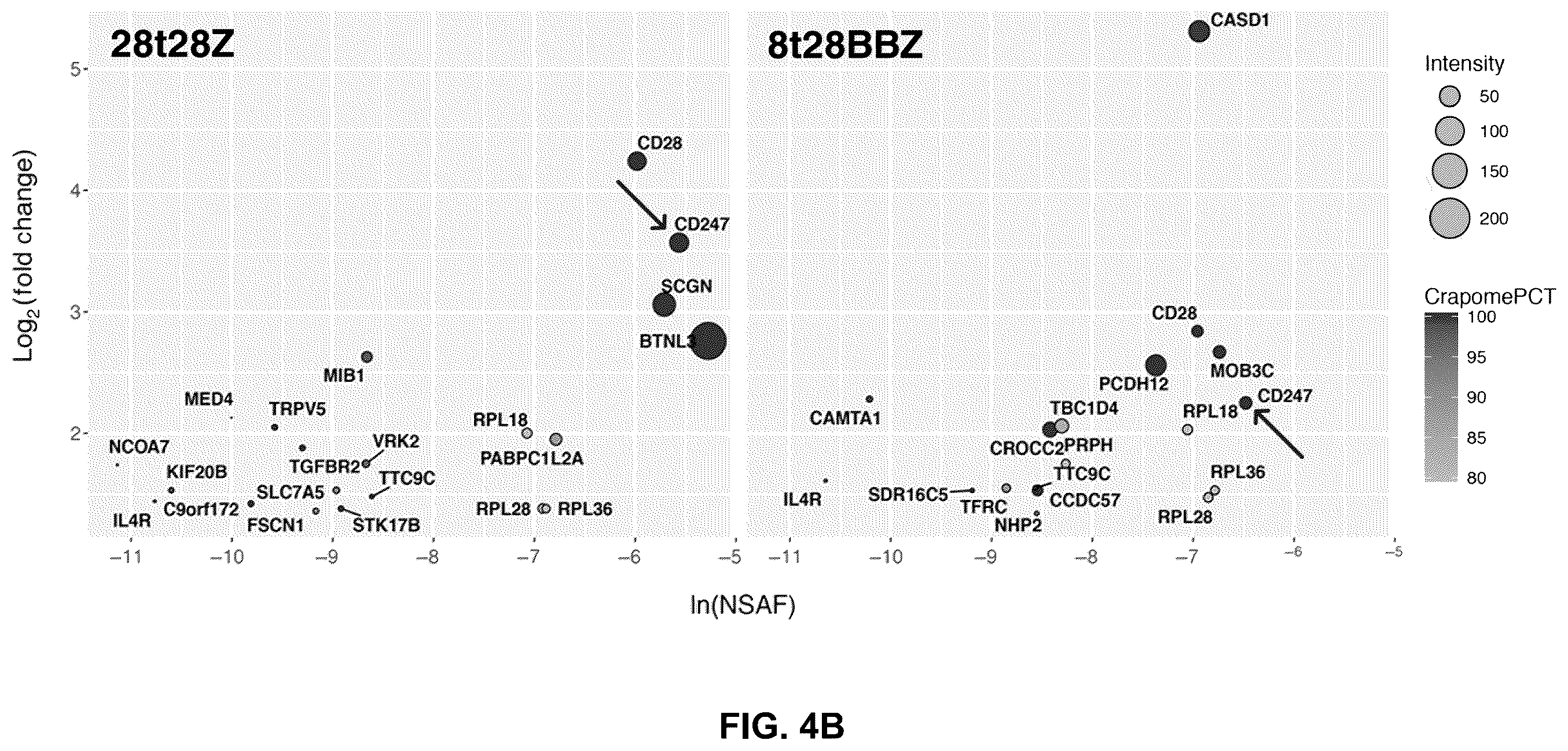 Patent US12569507 Figure 8 – CAR T-cells for the treatment of bone metastatic cancer