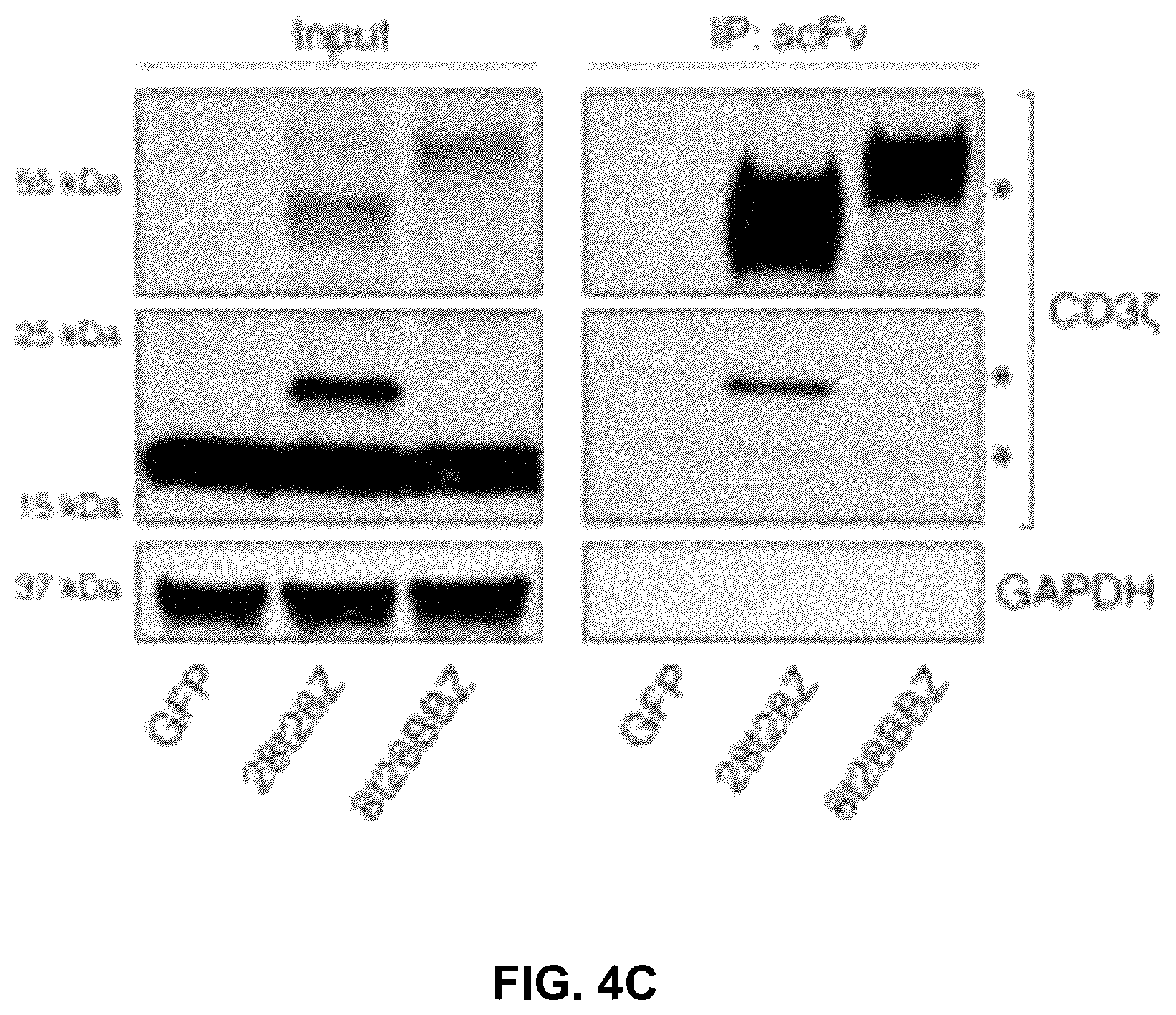 Patent US12569507 Figure 9 – CAR T-cells for the treatment of bone metastatic cancer