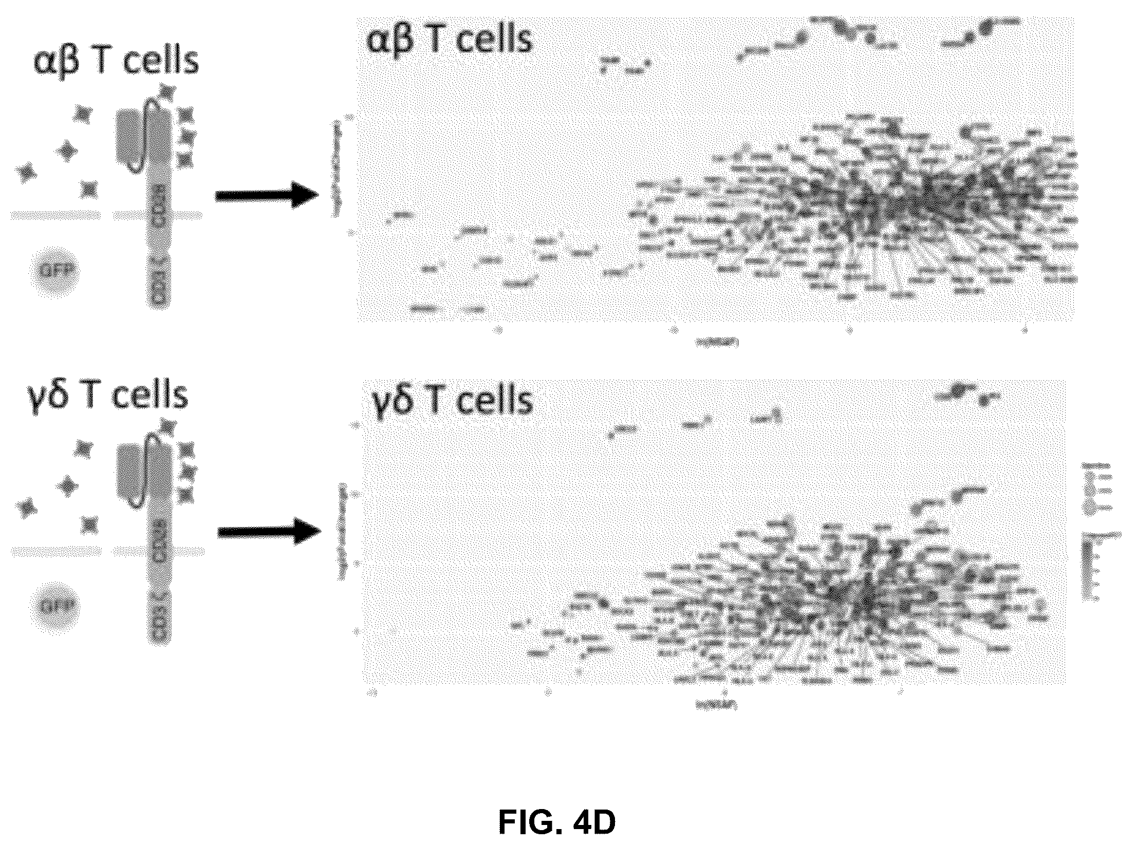 Patent US12569507 Figure 10 – CAR T-cells for the treatment of bone metastatic cancer