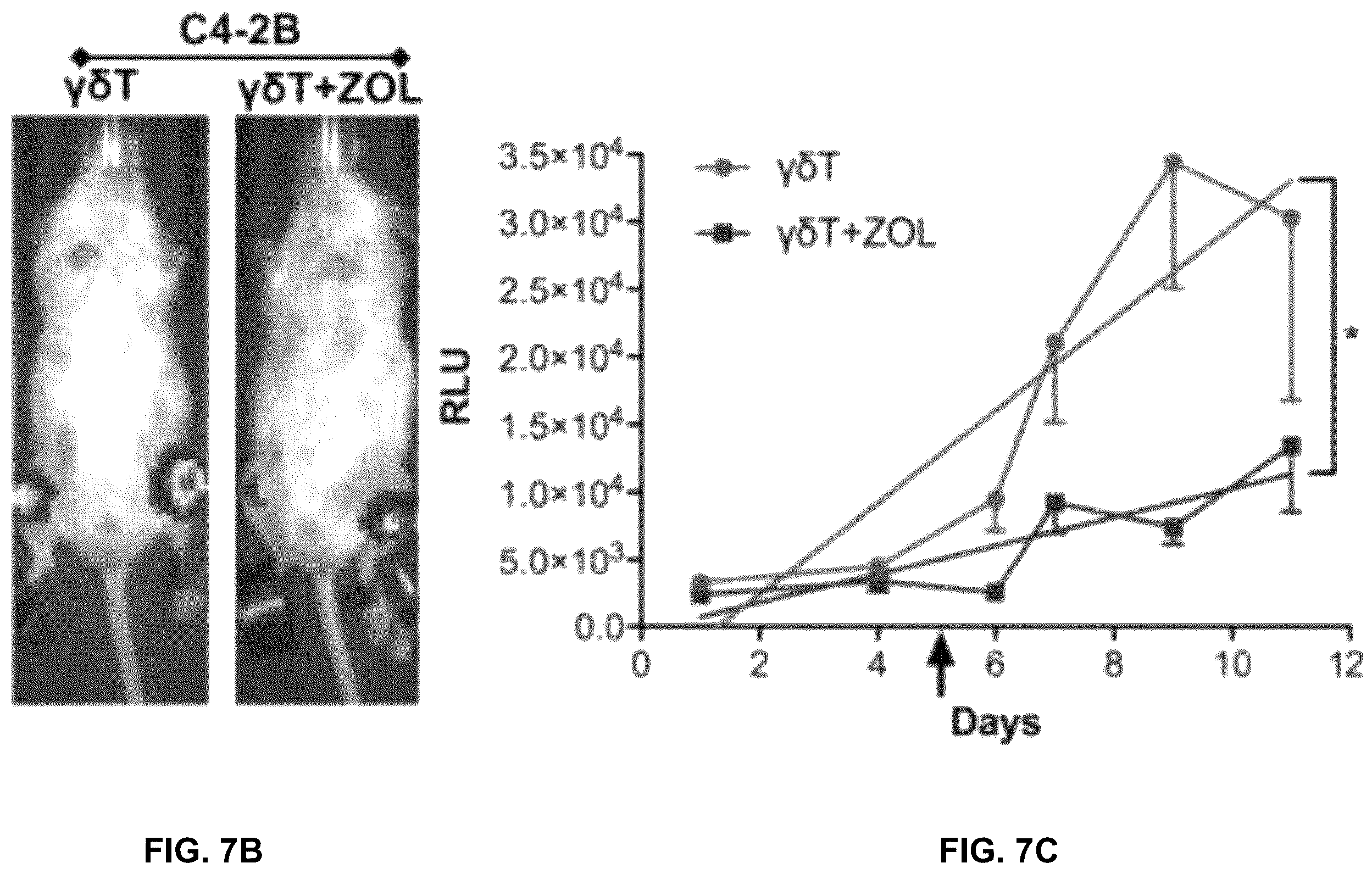 Patent US12569507 Figure 15 – CAR T-cells for the treatment of bone metastatic cancer