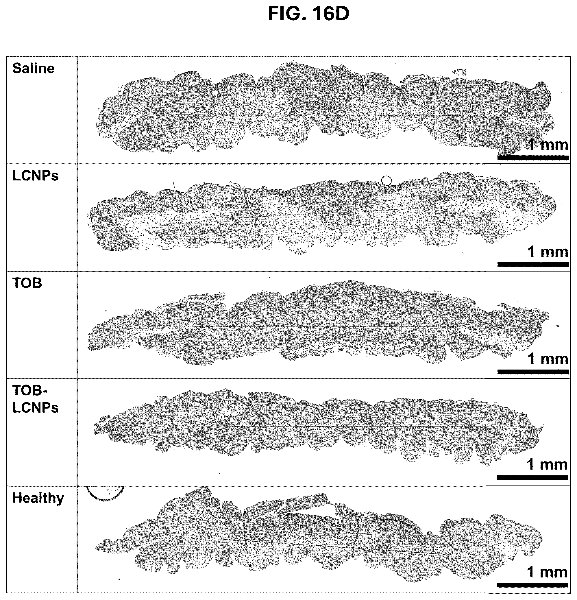 Patent US12569508 Figure 19 – Antimicrobial compositions and methods of use