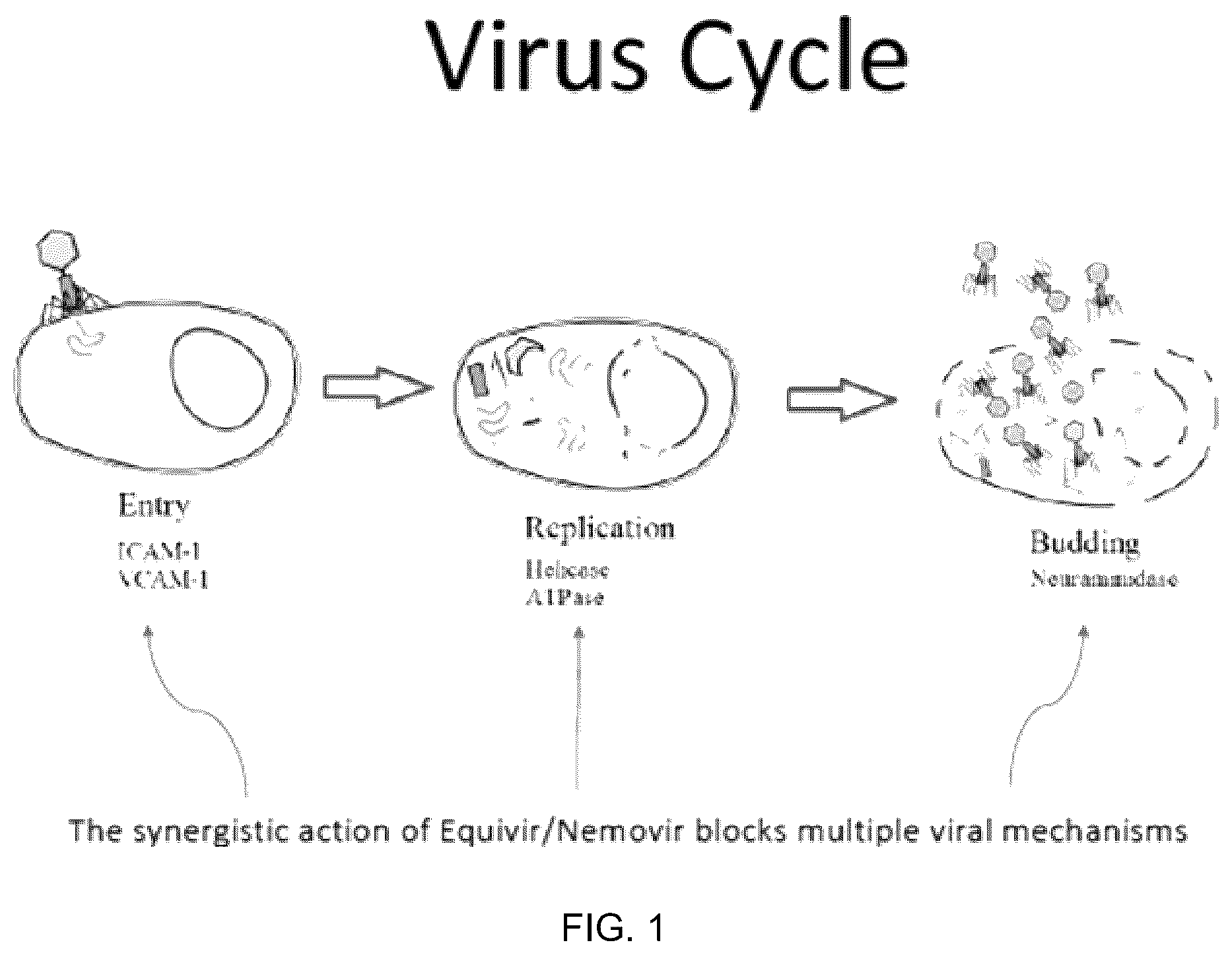 Patent US12569509 Figure 1 – Method and composition for preventing and treating viral infections