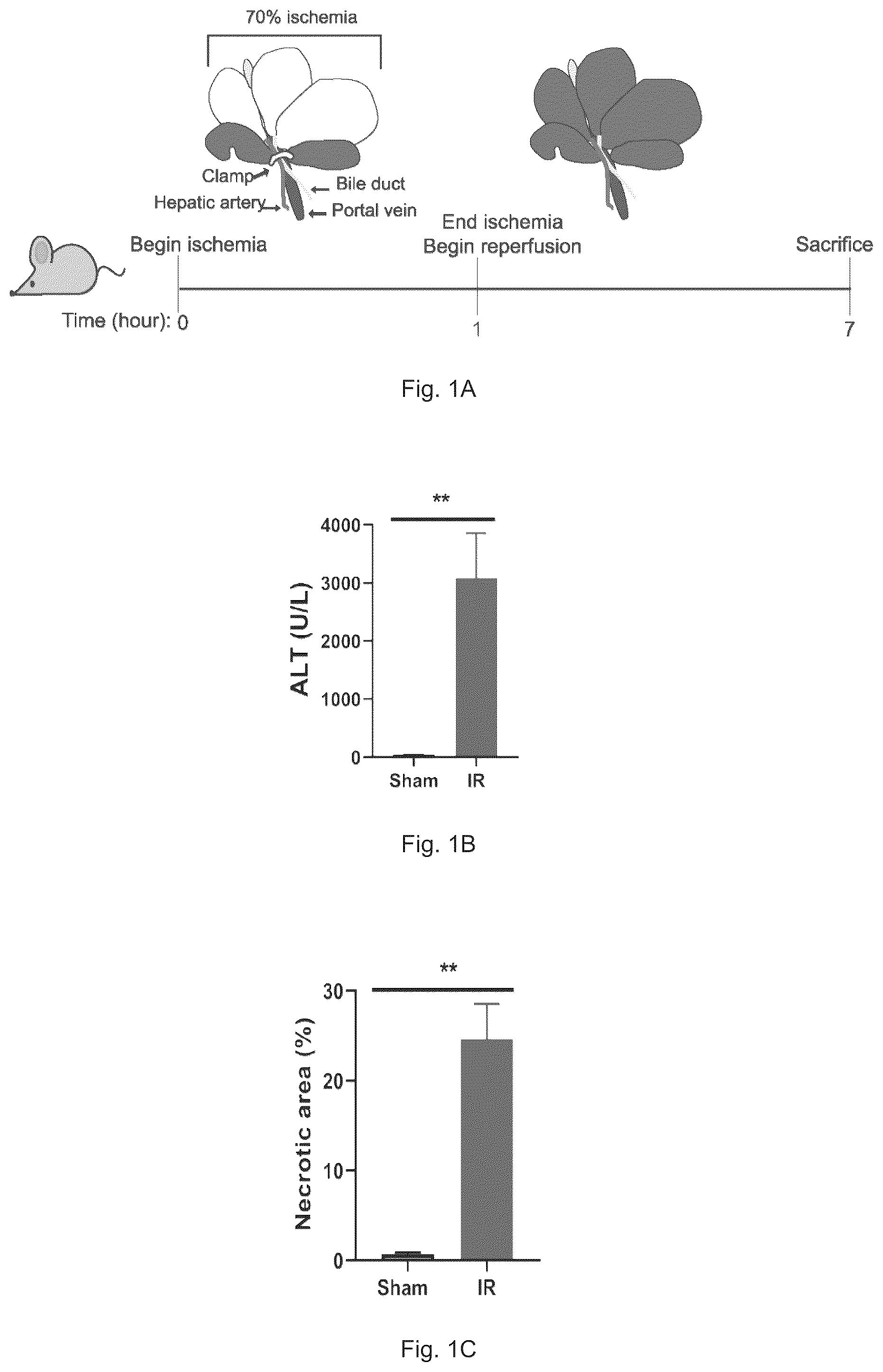 Patent US12569512 Figure 1 – Heparan sulfate (HS) oligosaccharides effect in liver ischemia reperfusion injury