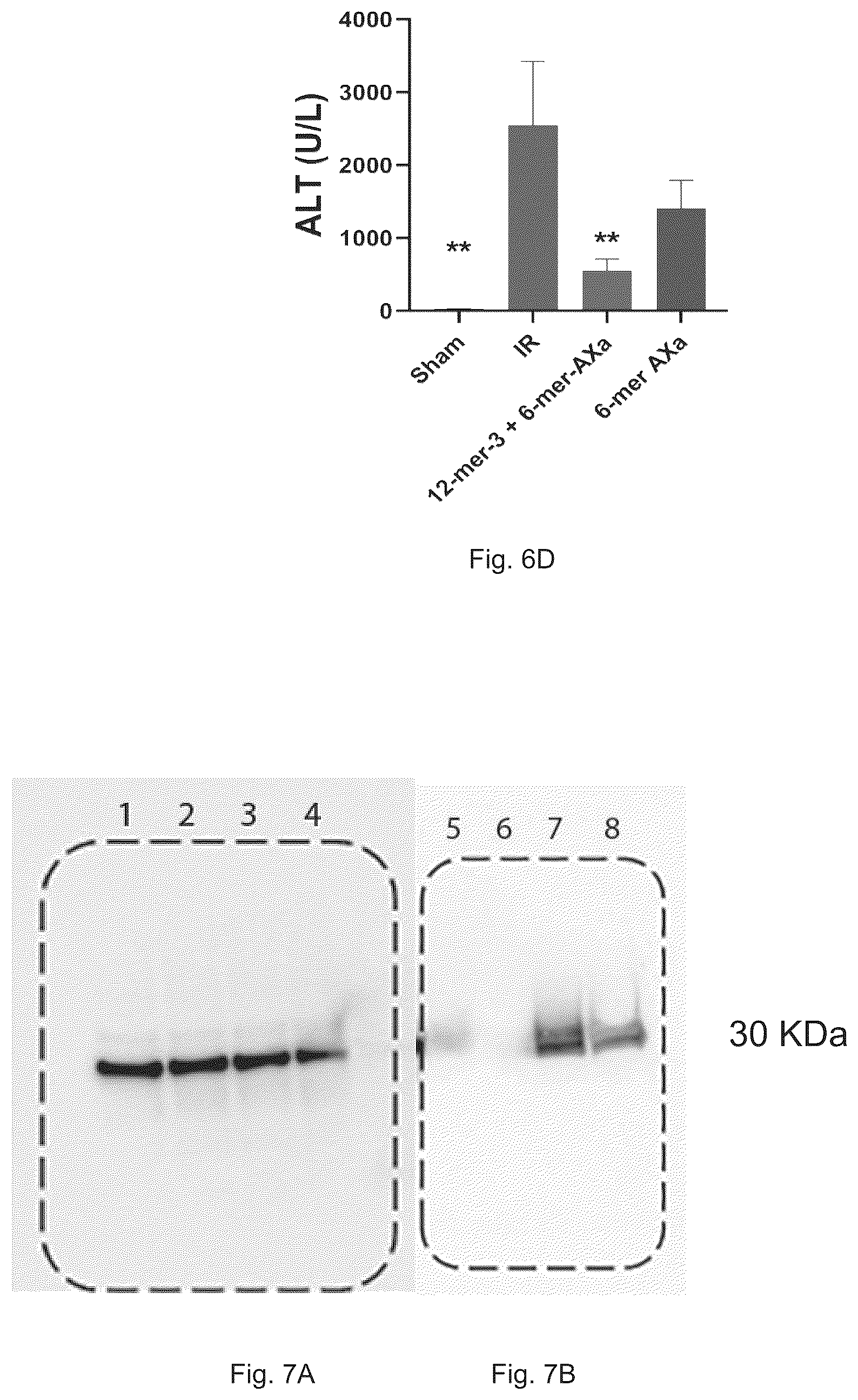 Patent US12569512 Figure 10 – Heparan sulfate (HS) oligosaccharides effect in liver ischemia reperfusion injury