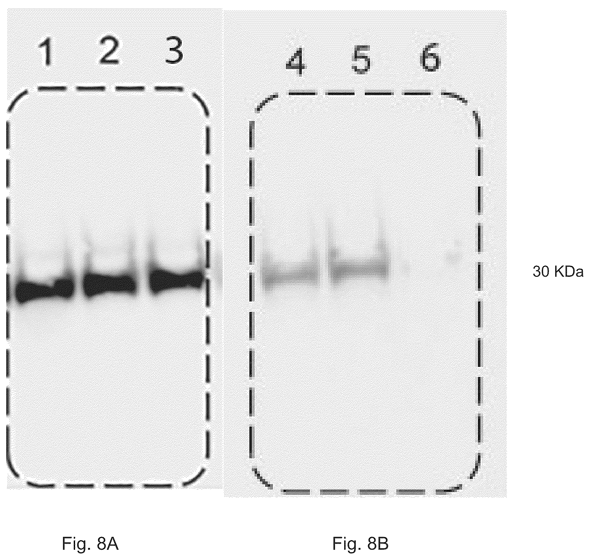 Patent US12569512 Figure 11 – Heparan sulfate (HS) oligosaccharides effect in liver ischemia reperfusion injury