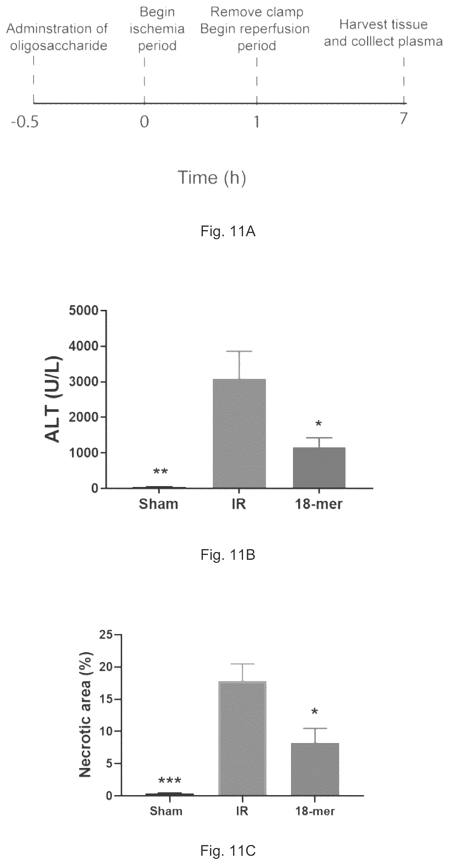 Patent US12569512 Figure 14 – Heparan sulfate (HS) oligosaccharides effect in liver ischemia reperfusion injury