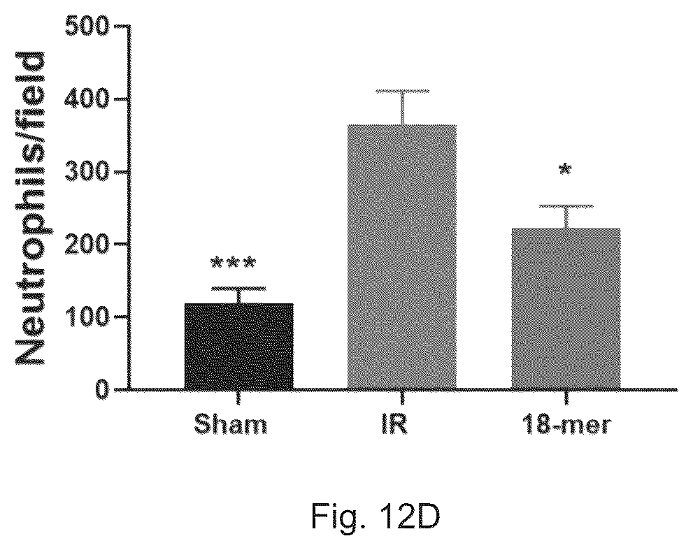 Patent US12569512 Figure 17 – Heparan sulfate (HS) oligosaccharides effect in liver ischemia reperfusion injury