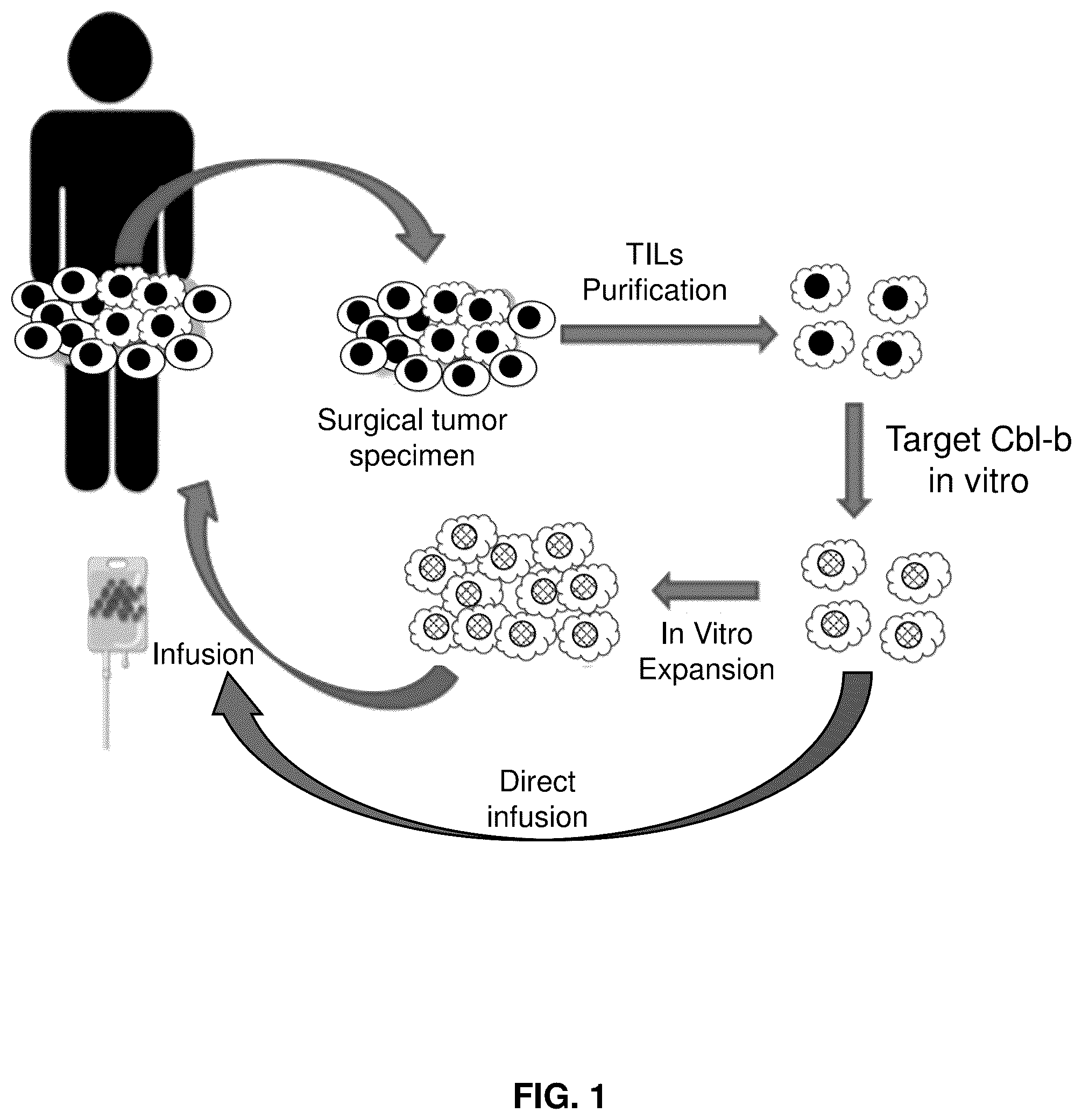 Patent US12569516 Figure 1 – Subject-specific tumor inhibiting cells and the use thereof