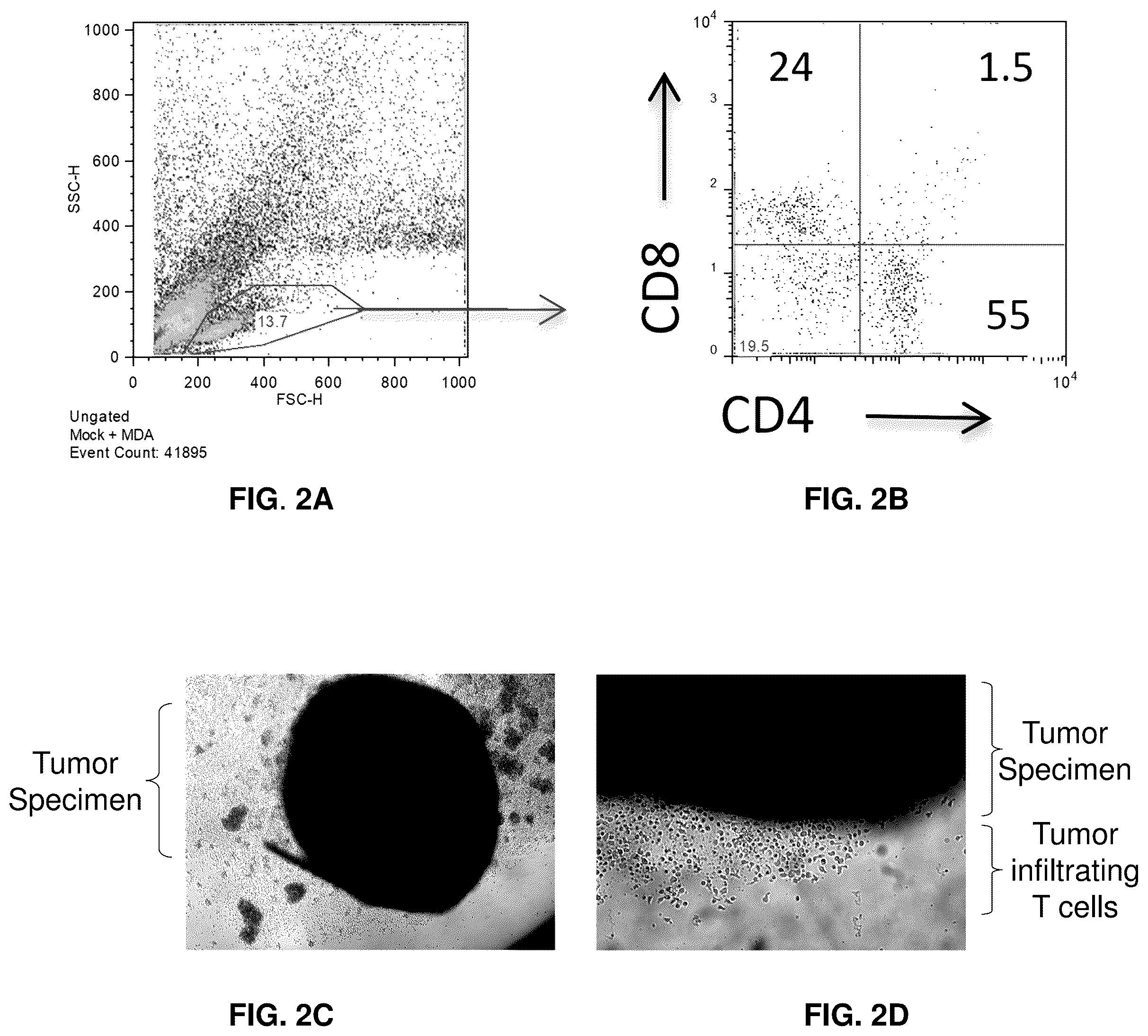 Patent US12569516 Figure 2 – Subject-specific tumor inhibiting cells and the use thereof