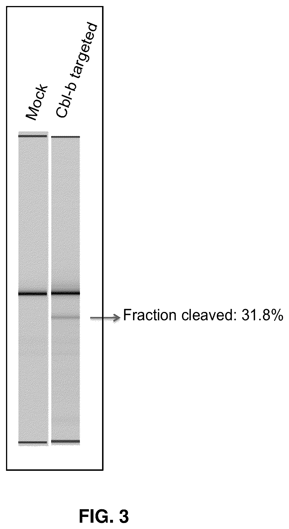 Patent US12569516 Figure 3 – Subject-specific tumor inhibiting cells and the use thereof